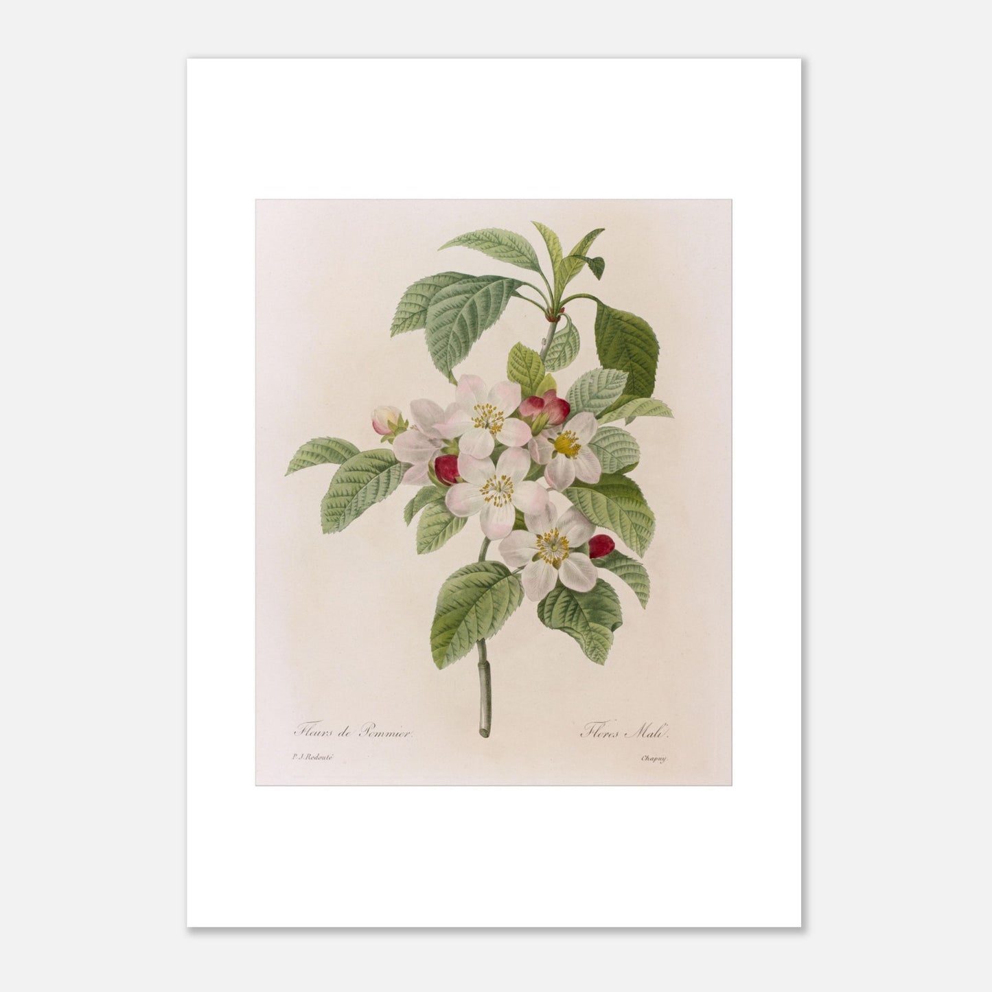 Planche botanique ancienne Fleurs de Pommier par Pierre-Joseph Redouté (42x59,4 cm (A2)). Planche botanique de Pierre-Joseph Redouté représentant des fleurs de pommier blanches avec des touches de rose, accompagnées de feuilles vertes.