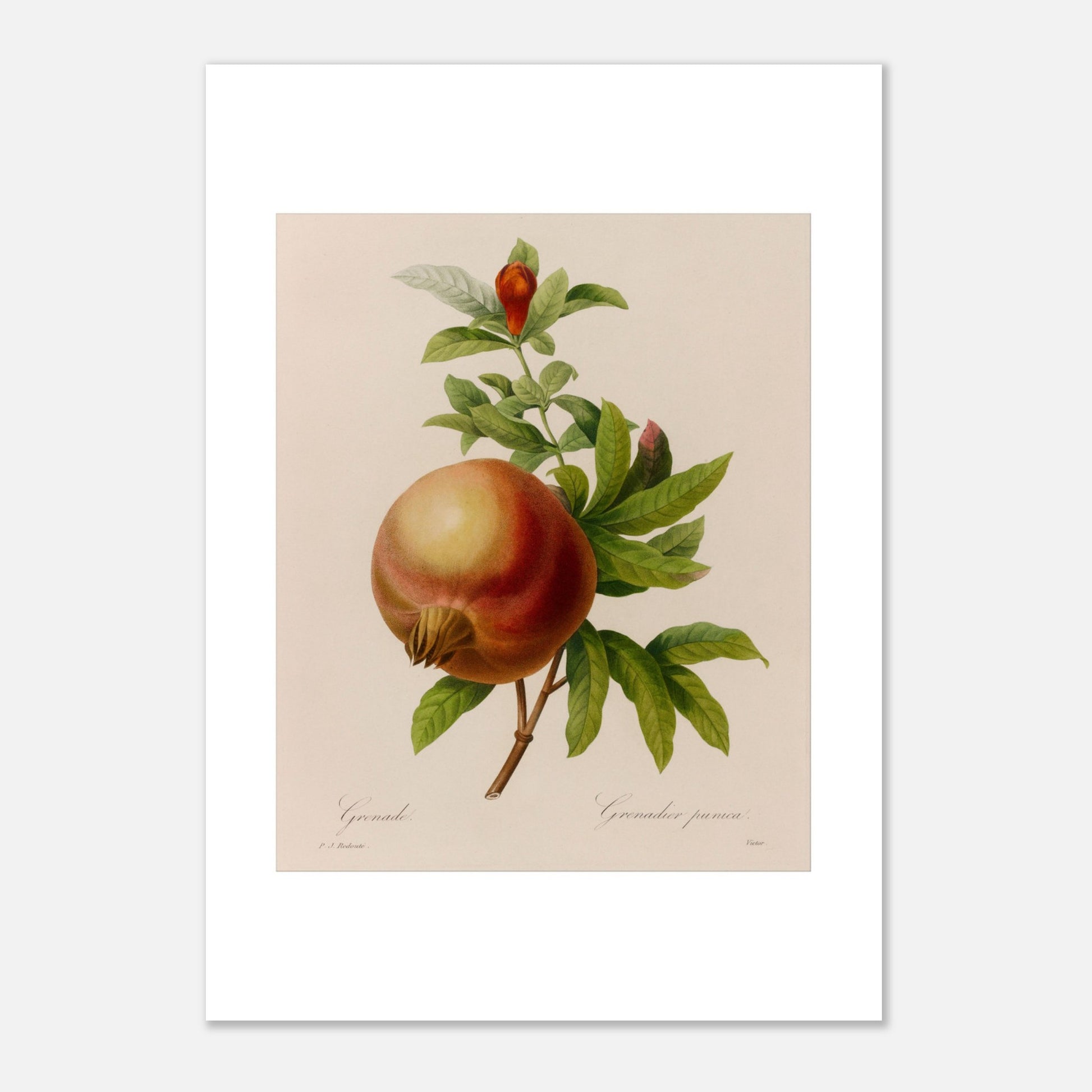 Planche botanique ancienne Grenade par Pierre-Joseph Redouté (21x29,7 cm (A4)). Planche botanique ancienne représentant une grenade mûre avec une feuille et une fleur sur une branche, par Pierre-Joseph Redouté.
