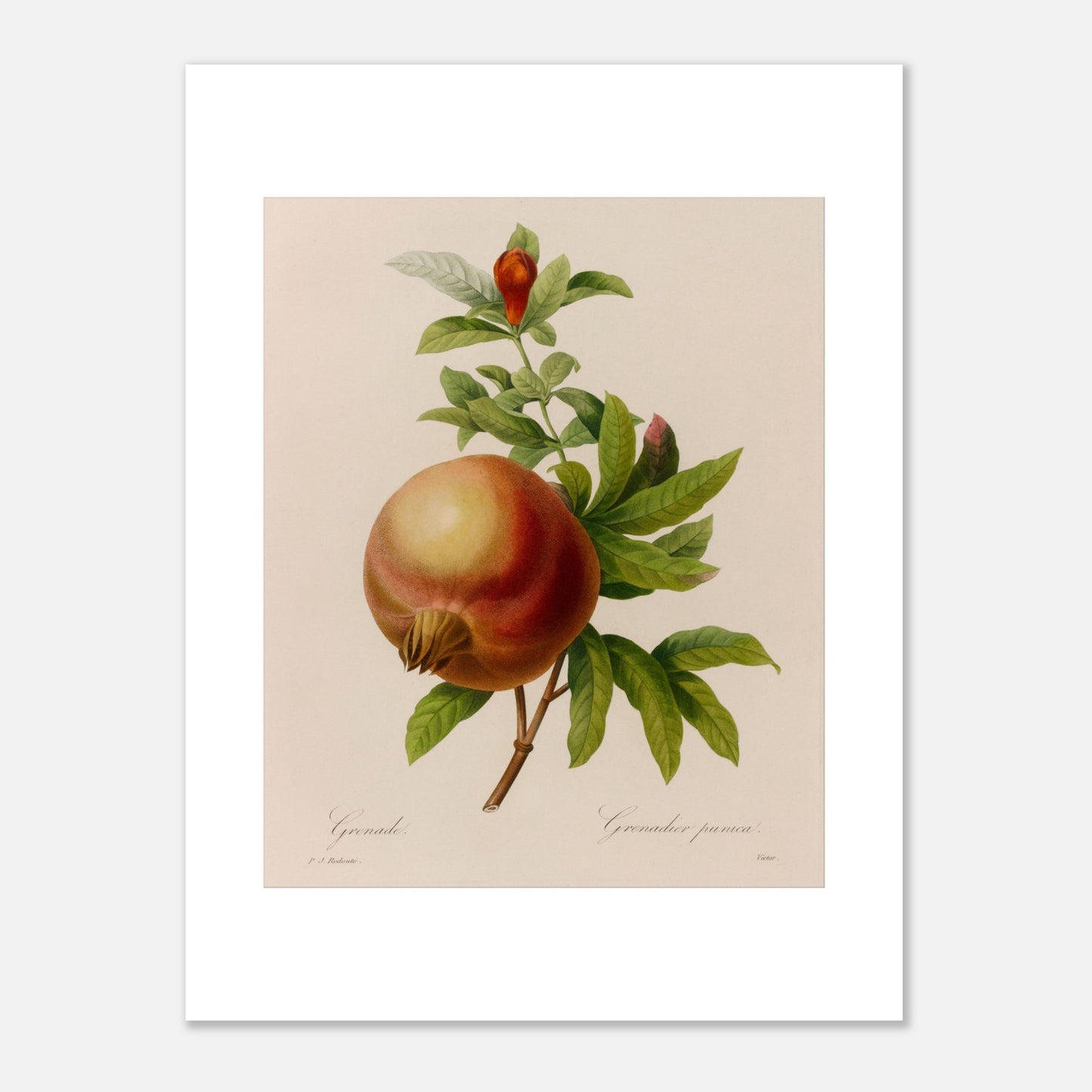 Planche botanique ancienne Grenade par Pierre-Joseph Redouté (30x40 cm). Planche botanique ancienne représentant une grenade mûre avec une feuille et une fleur sur une branche, par Pierre-Joseph Redouté.