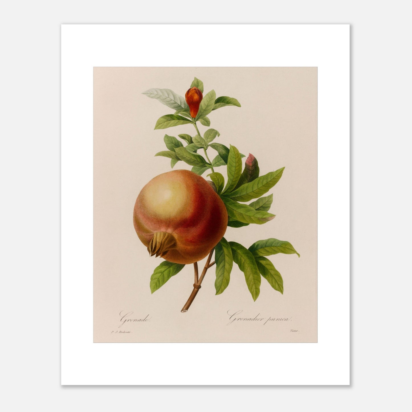 Planche botanique ancienne Grenade par Pierre-Joseph Redouté (40x50 cm). Planche botanique ancienne représentant une grenade mûre avec une feuille et une fleur sur une branche, par Pierre-Joseph Redouté.