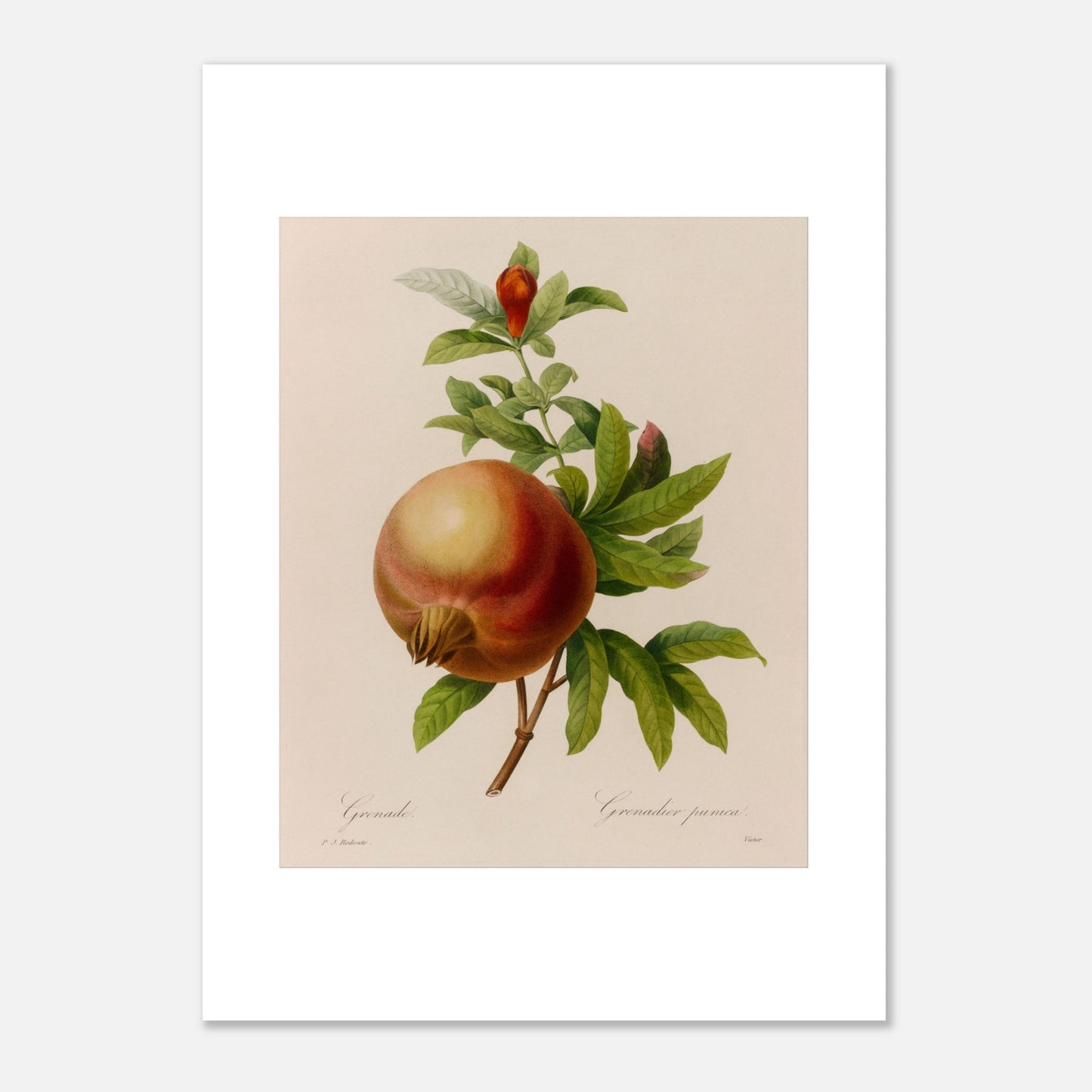 Planche botanique ancienne Grenade par Pierre-Joseph Redouté (50x70 cm). Planche botanique ancienne représentant une grenade mûre avec une feuille et une fleur sur une branche, par Pierre-Joseph Redouté.