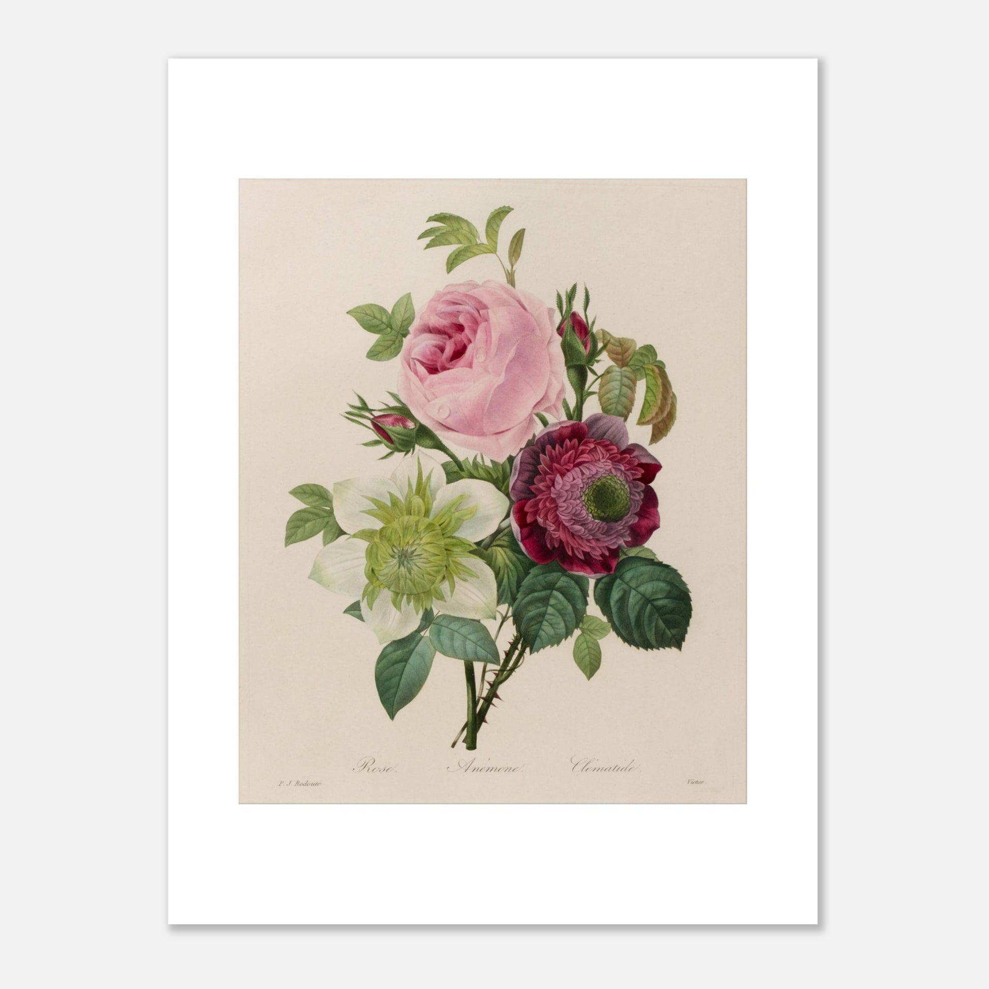 Planche botanique ancienne Groupe de roses par Pierre-Joseph Redouté (30x40 cm). Planche botanique ancienne d'un groupe de roses par Pierre-Joseph Redouté, représentant une rose rose, une fleur blanche et une fleur pourpre avec des feuilles vertes sur fond beige.
