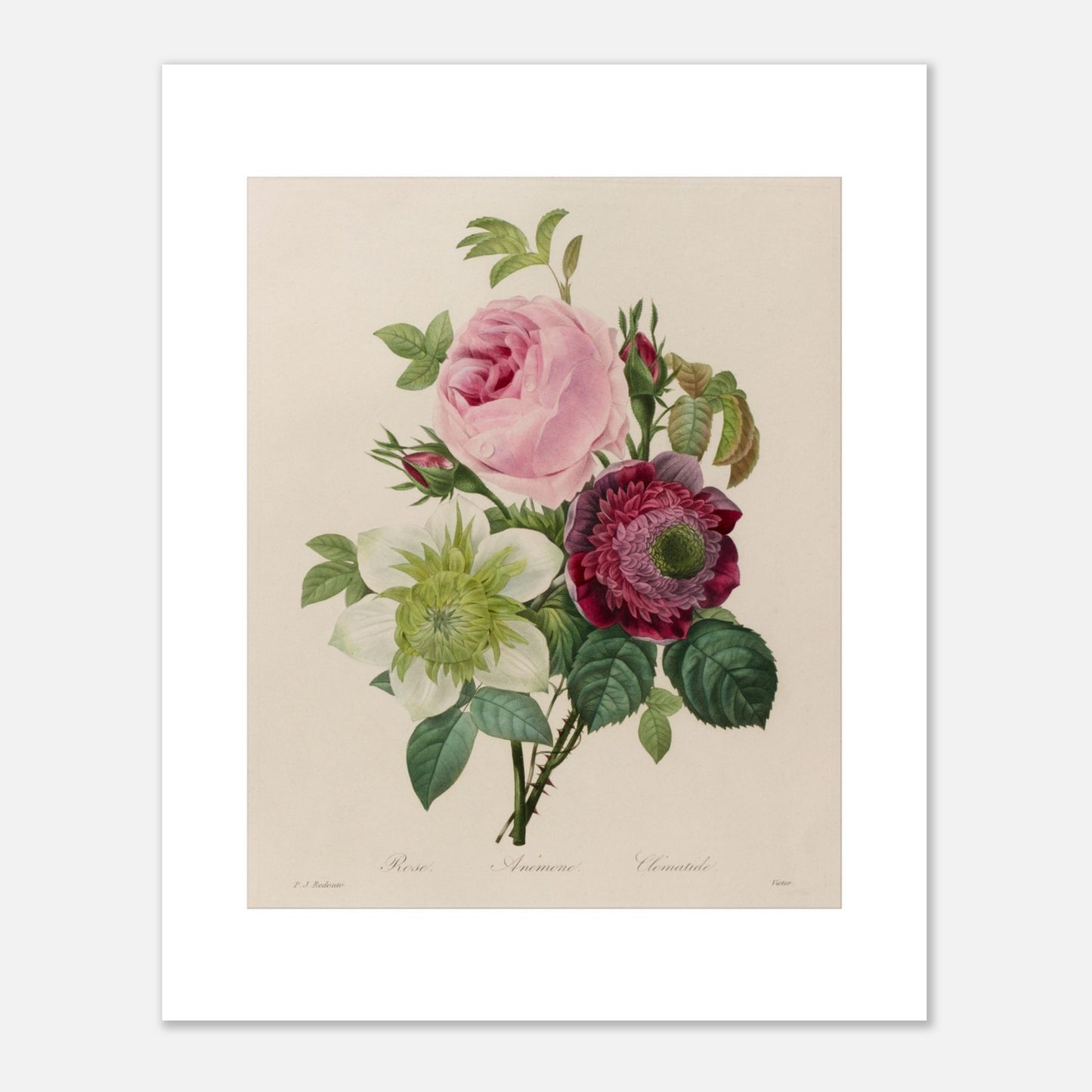 Planche botanique ancienne Groupe de roses par Pierre-Joseph Redouté (40x50 cm). Planche botanique ancienne d'un groupe de roses par Pierre-Joseph Redouté, représentant une rose rose, une fleur blanche et une fleur pourpre avec des feuilles vertes sur fond beige.