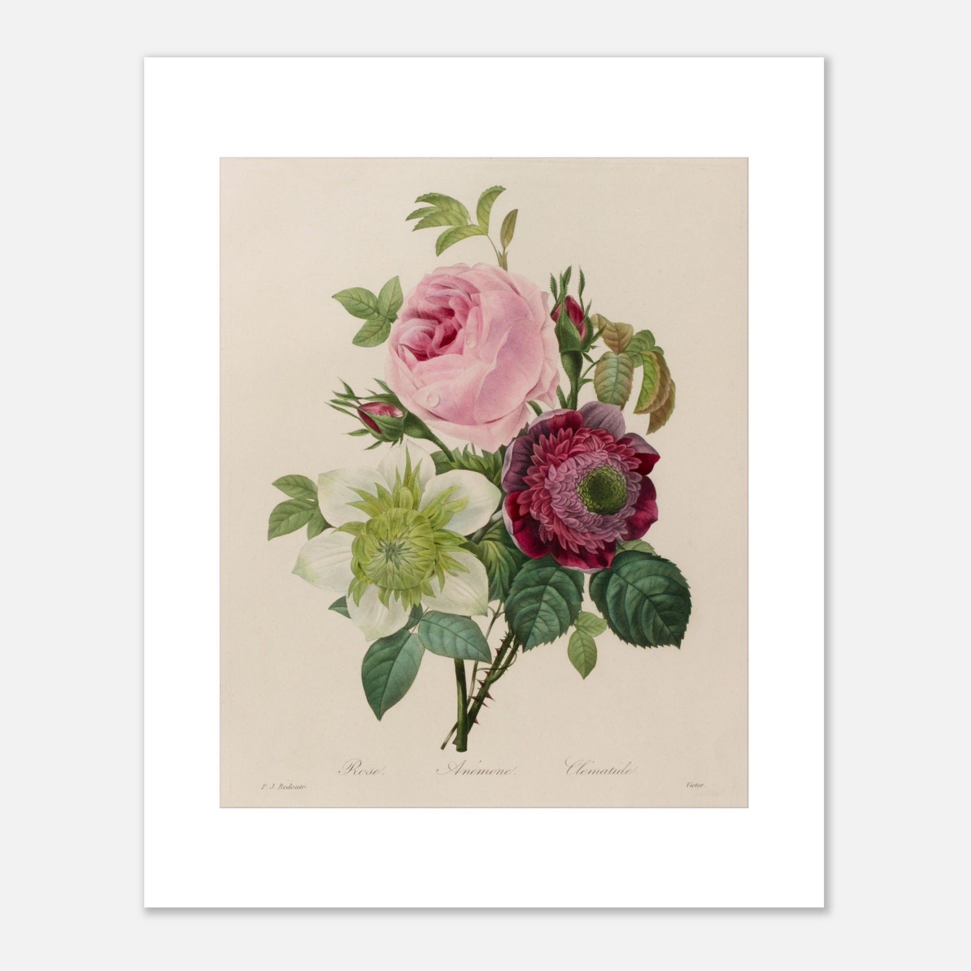 Planche botanique ancienne Groupe de roses par Pierre-Joseph Redouté (40x50 cm). Planche botanique ancienne d'un groupe de roses par Pierre-Joseph Redouté, représentant une rose rose, une fleur blanche et une fleur pourpre avec des feuilles vertes sur fond beige.