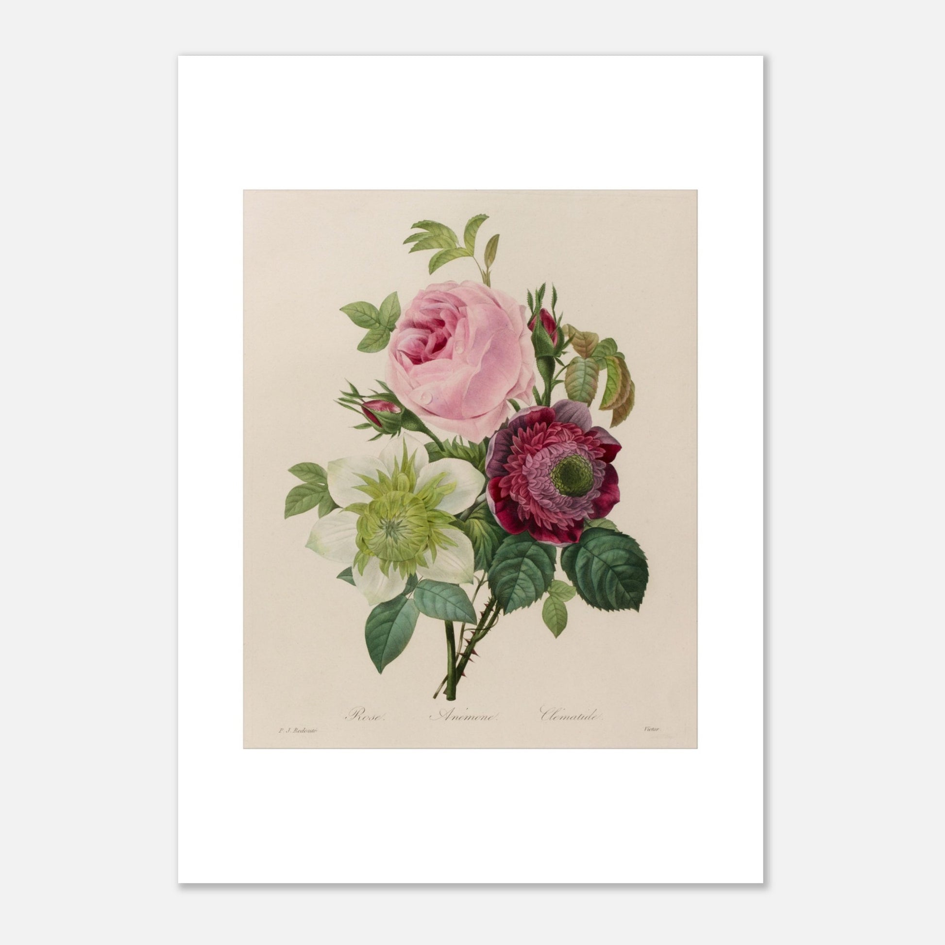 Planche botanique ancienne Groupe de roses par Pierre-Joseph Redouté (42x59,4 cm (A2)). Planche botanique ancienne d'un groupe de roses par Pierre-Joseph Redouté, représentant une rose rose, une fleur blanche et une fleur pourpre avec des feuilles vertes sur fond beige.