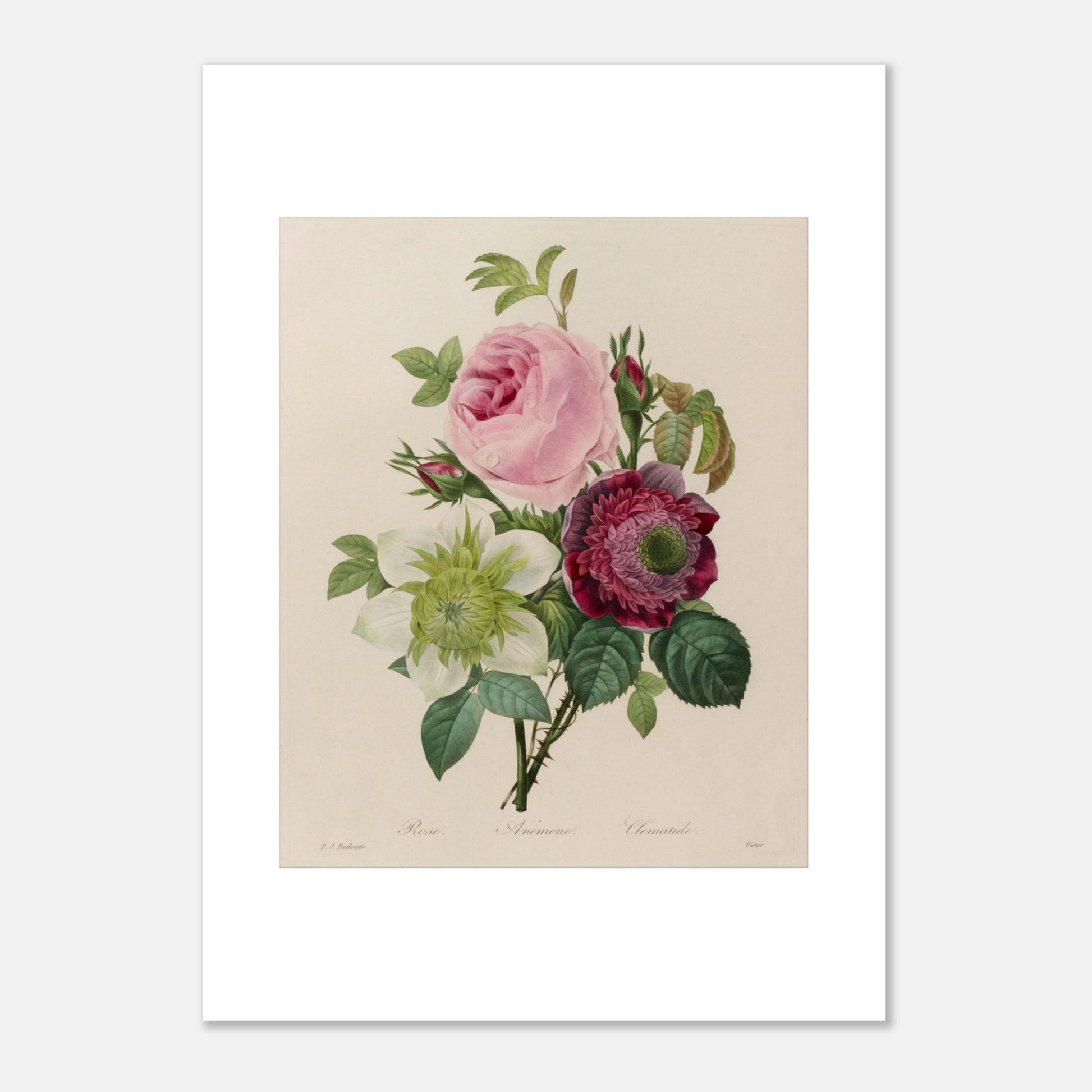 Planche botanique ancienne Groupe de roses par Pierre-Joseph Redouté (50x70 cm). Planche botanique ancienne d'un groupe de roses par Pierre-Joseph Redouté, représentant une rose rose, une fleur blanche et une fleur pourpre avec des feuilles vertes sur fond beige.