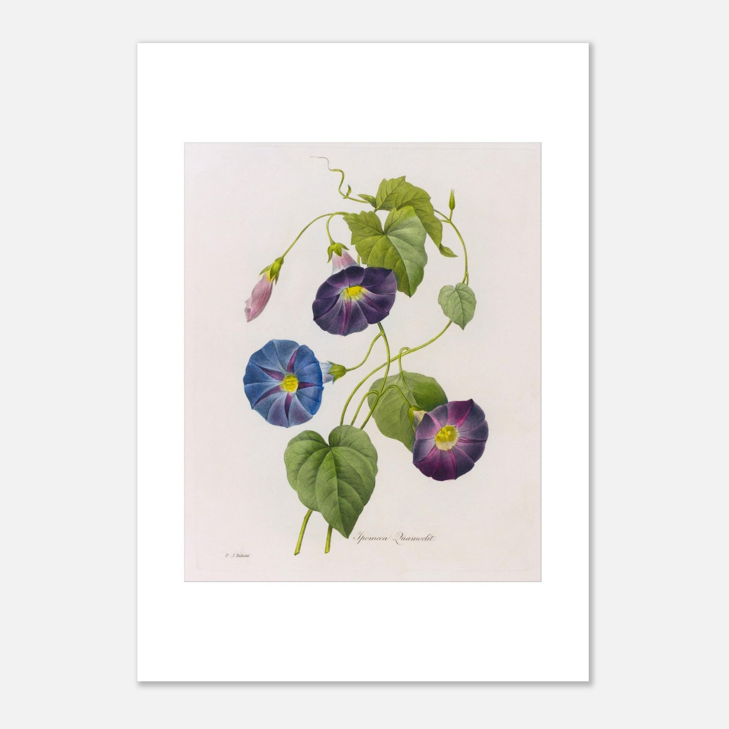 Planche botanique ancienne d'Ipomée par Pierre-Joseph Redouté (21x29,7 cm (A4)). Planche botanique du 19ème siècle par Pierre-Joseph Redouté, représentant des fleurs d'ipomée de couleur bleue et violette, avec des feuilles vertes et des boutons floraux.