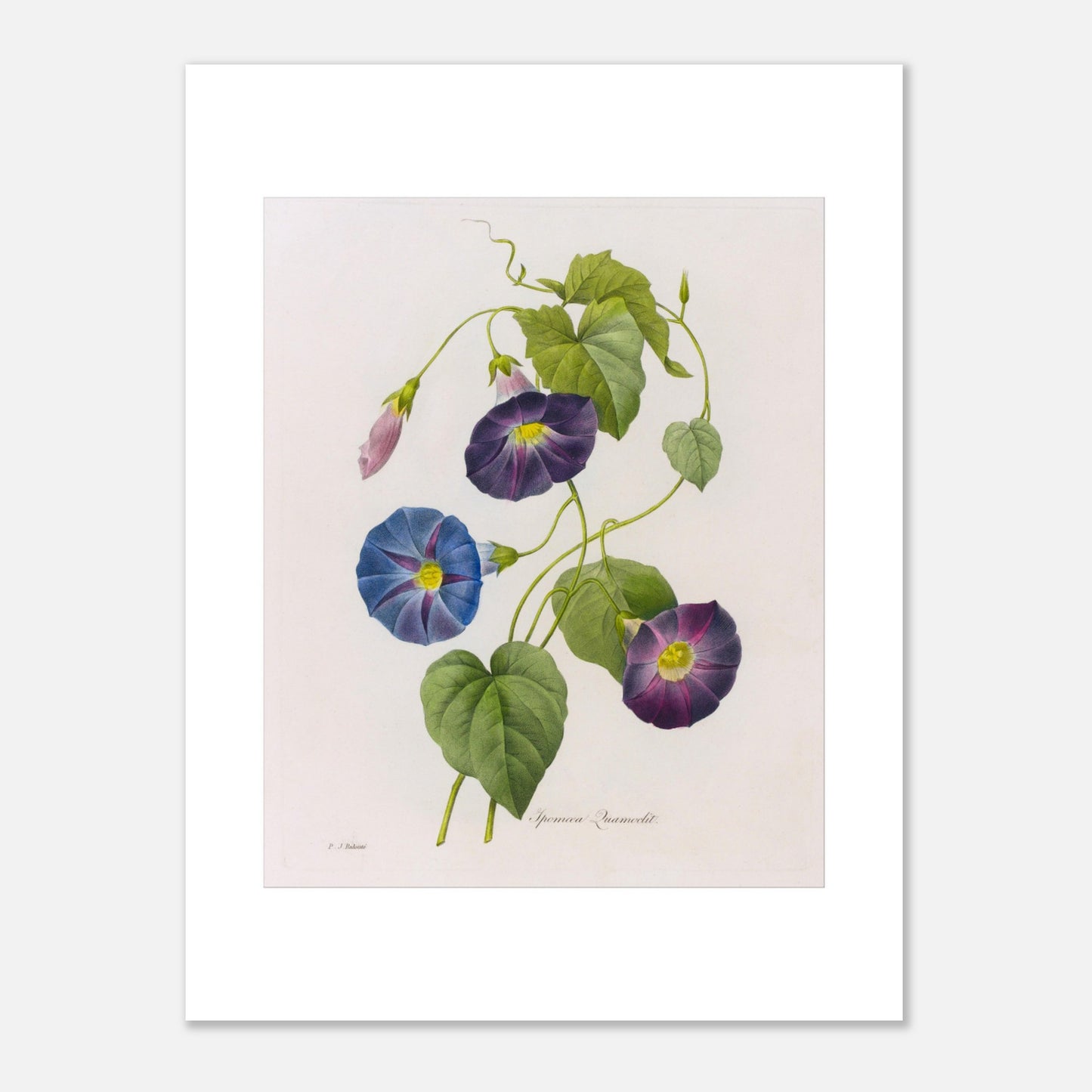 Planche botanique ancienne d'Ipomée par Pierre-Joseph Redouté (30x40 cm). Planche botanique du 19ème siècle par Pierre-Joseph Redouté, représentant des fleurs d'ipomée de couleur bleue et violette, avec des feuilles vertes et des boutons floraux.