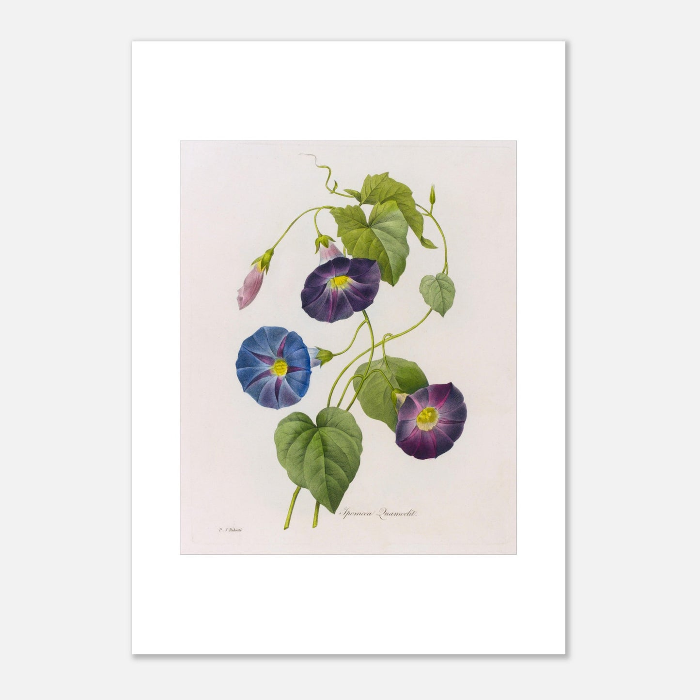 Planche botanique ancienne d'Ipomée par Pierre-Joseph Redouté (42x59,4 cm (A2)). Planche botanique du 19ème siècle par Pierre-Joseph Redouté, représentant des fleurs d'ipomée de couleur bleue et violette, avec des feuilles vertes et des boutons floraux.