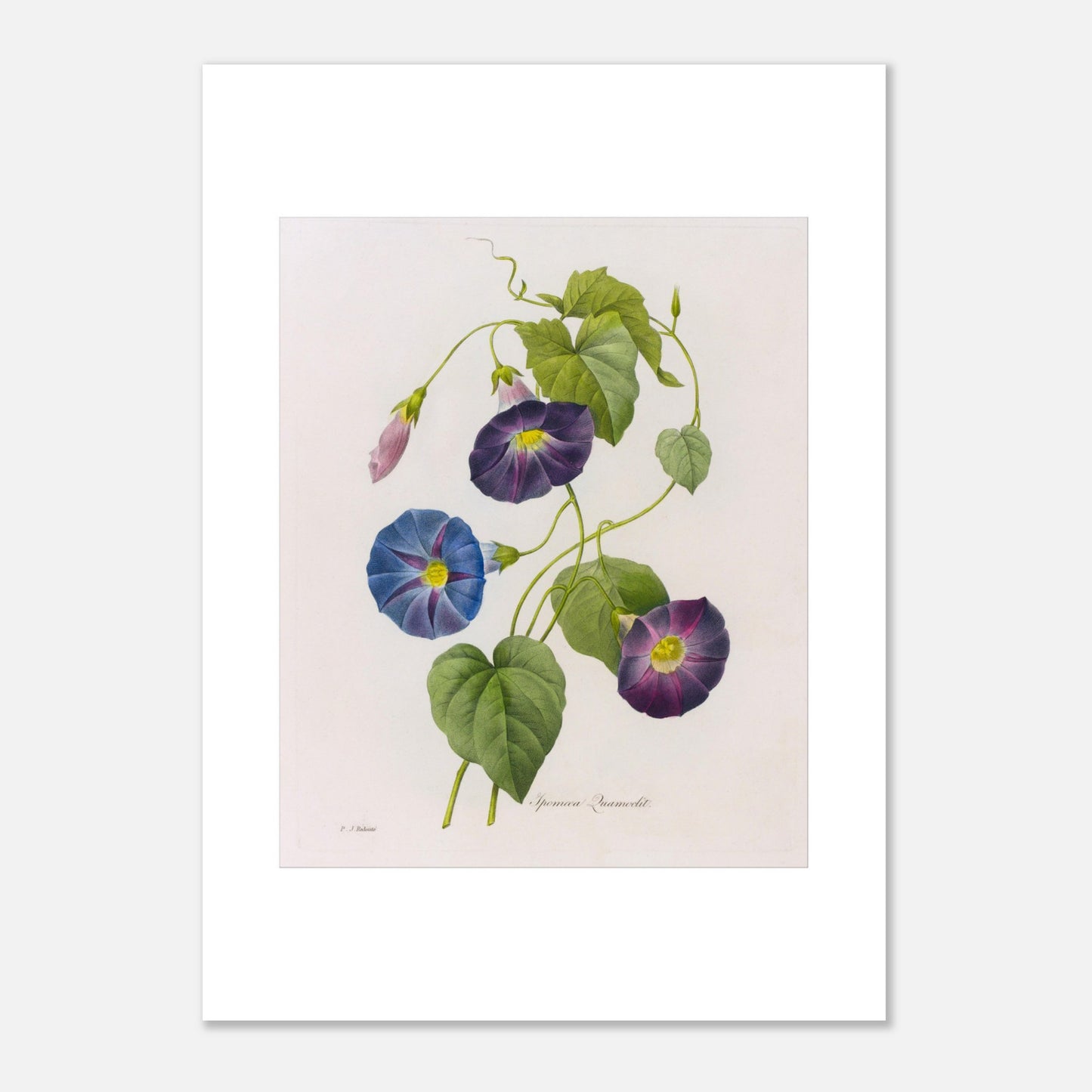Planche botanique ancienne d'Ipomée par Pierre-Joseph Redouté (50x70 cm). Planche botanique du 19ème siècle par Pierre-Joseph Redouté, représentant des fleurs d'ipomée de couleur bleue et violette, avec des feuilles vertes et des boutons floraux.