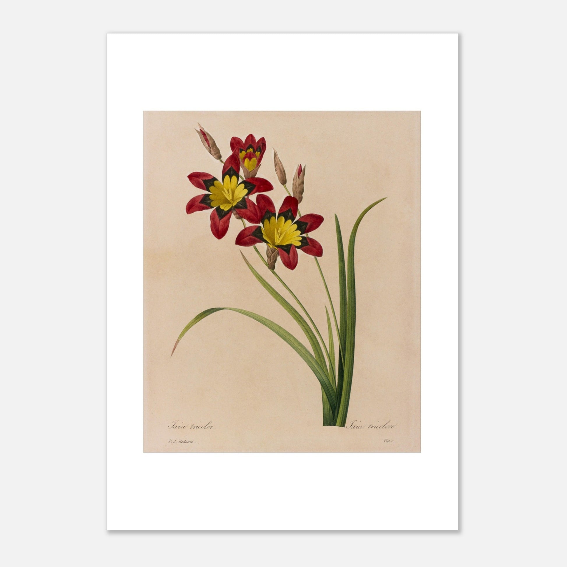 Planche botanique ancienne Ixia tricolore par Pierre-Joseph Redouté (21x29,7 cm (A4)). Planche botanique ancienne d'une Ixia tricolore par Pierre-Joseph Redouté, montrant deux fleurs rouges et jaunes avec des boutons et des feuilles sur fond beige.