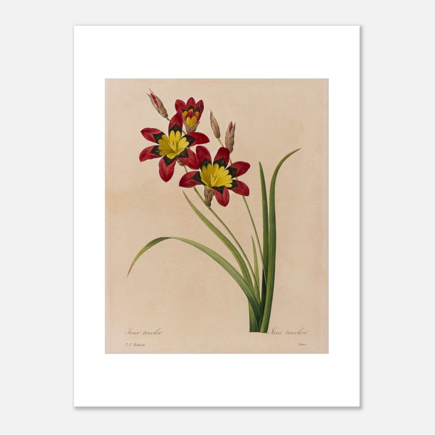 Planche botanique ancienne Ixia tricolore par Pierre-Joseph Redouté (30x40 cm). Planche botanique ancienne d'une Ixia tricolore par Pierre-Joseph Redouté, montrant deux fleurs rouges et jaunes avec des boutons et des feuilles sur fond beige.