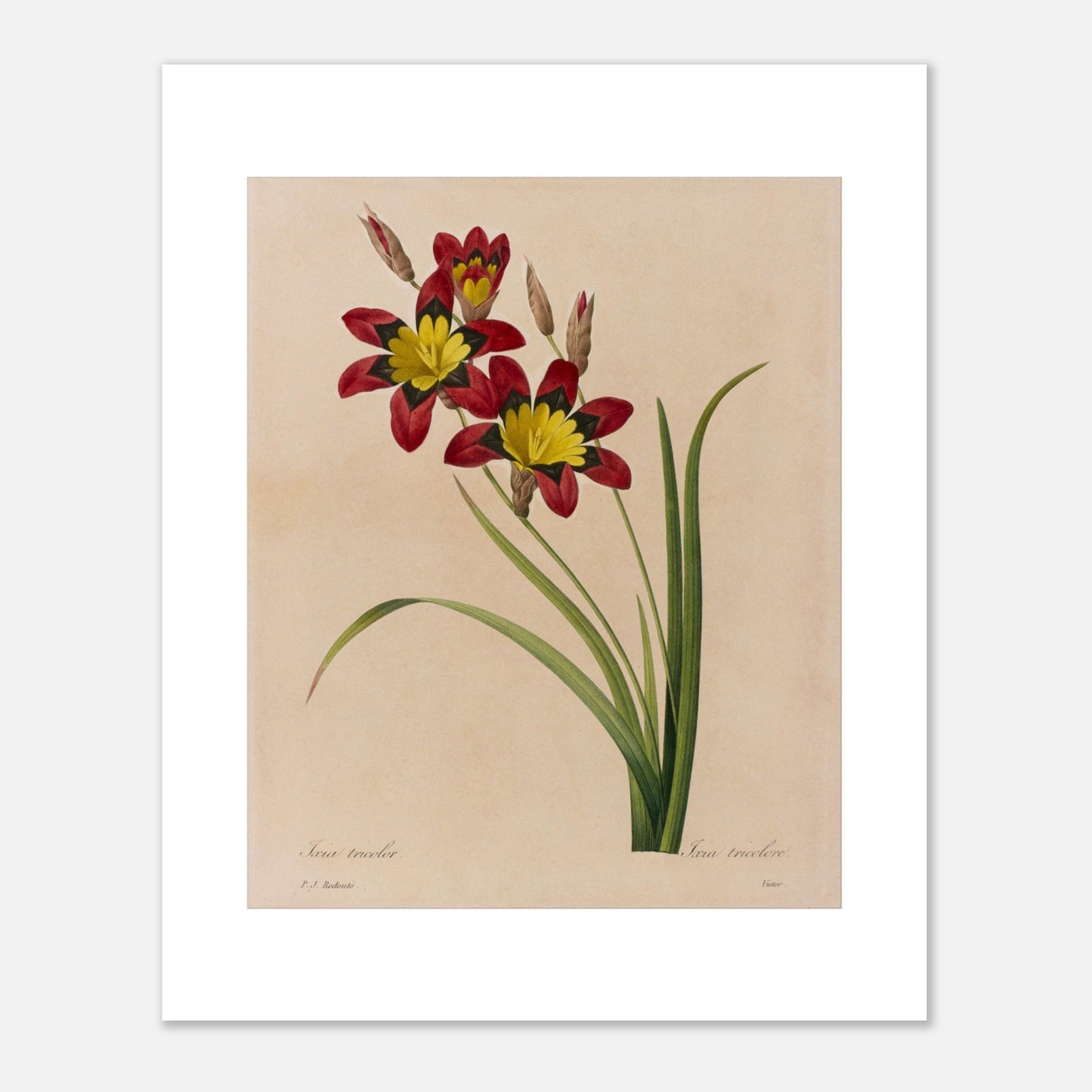 Planche botanique ancienne Ixia tricolore par Pierre-Joseph Redouté (40x50 cm). Planche botanique ancienne d'une Ixia tricolore par Pierre-Joseph Redouté, montrant deux fleurs rouges et jaunes avec des boutons et des feuilles sur fond beige.