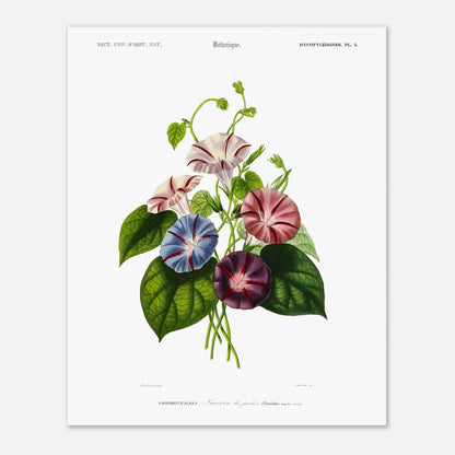 Planche botanique ancienne : Liseron des jardins par Charles d'Orbigny (40x50 cm). Illustration botanique de fleurs de liseron des jardins aux couleurs variées (rose, bleu, violet) avec des feuilles vertes