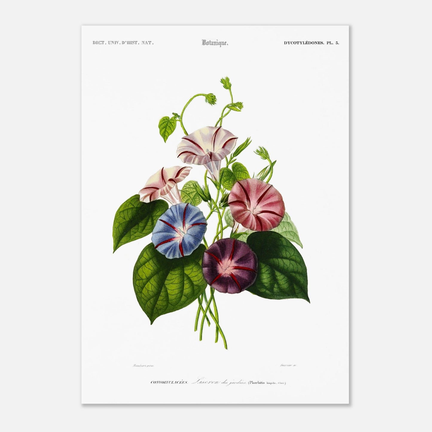 Planche botanique ancienne : Liseron des jardins par Charles d'Orbigny (42x59,4 cm (A2)). Illustration botanique de fleurs de liseron des jardins aux couleurs variées (rose, bleu, violet) avec des feuilles vertes