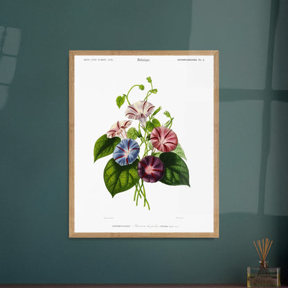 Planche botanique ancienne : Liseron des jardins par Charles d'Orbigny. Illustration botanique de fleurs de liseron des jardins aux couleurs variées (rose, bleu, violet) avec des feuilles vertes Image d'illustration 5