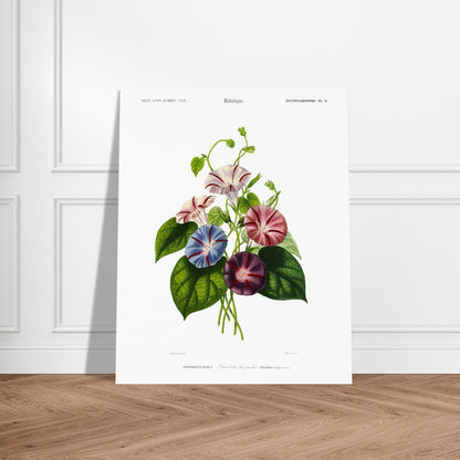 Planche botanique ancienne : Liseron des jardins par Charles d'Orbigny. Illustration botanique de fleurs de liseron des jardins aux couleurs variées (rose, bleu, violet) avec des feuilles vertes Image d'illustration 6