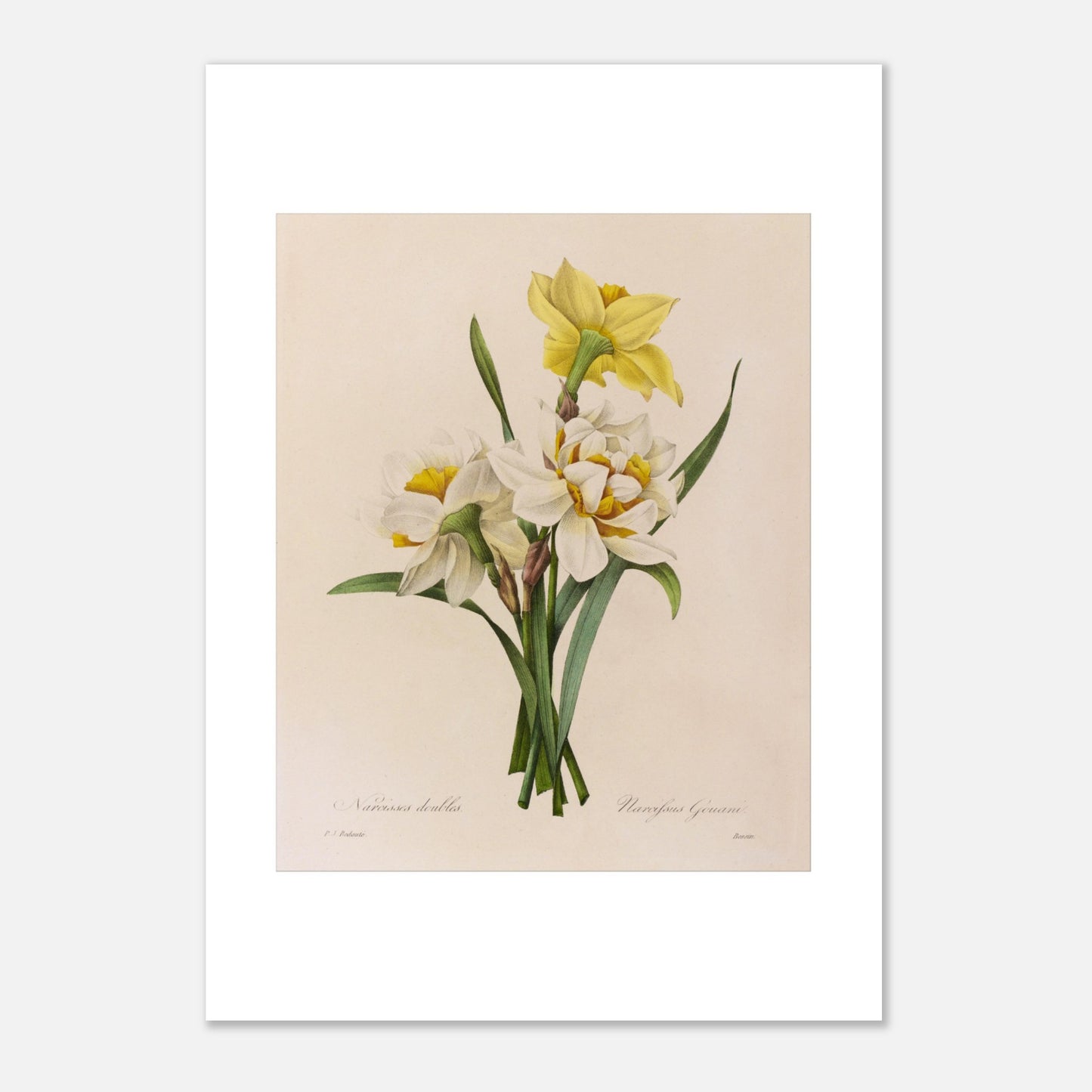 Planche botanique ancienne Narcisses Doubles par Pierre-Joseph Redouté (21x29,7 cm (A4)). Planche botanique par Pierre-Joseph Redouté représentant des narcisses doubles (Narcissus doubles) avec une fleur jaune et plusieurs fleurs blanches sur fond crème.