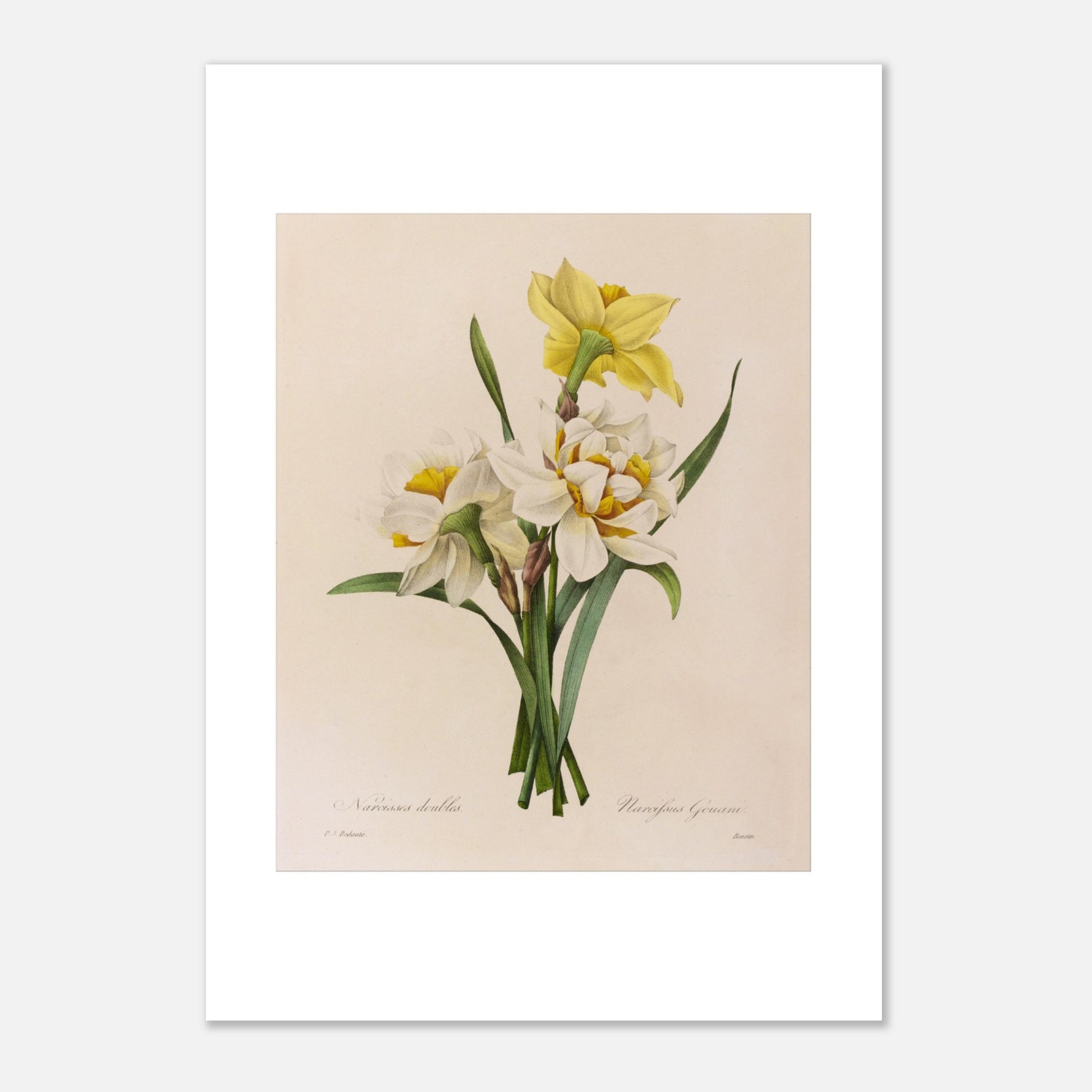 Planche botanique ancienne Narcisses Doubles par Pierre-Joseph Redouté (21x29,7 cm (A4)). Planche botanique par Pierre-Joseph Redouté représentant des narcisses doubles (Narcissus doubles) avec une fleur jaune et plusieurs fleurs blanches sur fond crème.