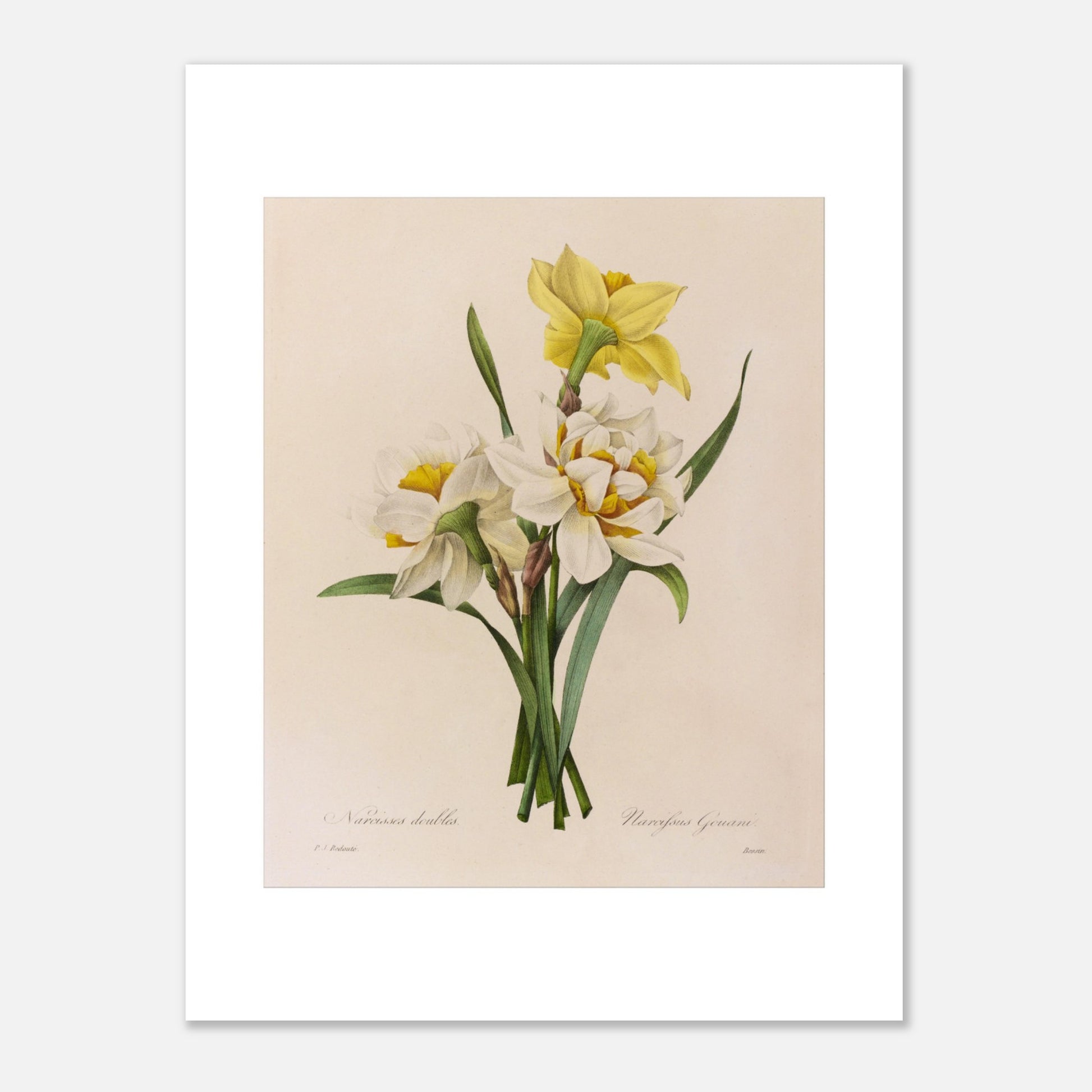 Planche botanique ancienne Narcisses Doubles par Pierre-Joseph Redouté (30x40 cm). Planche botanique par Pierre-Joseph Redouté représentant des narcisses doubles (Narcissus doubles) avec une fleur jaune et plusieurs fleurs blanches sur fond crème.