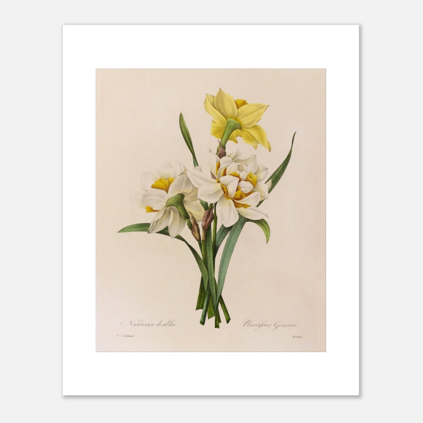 Planche botanique ancienne Narcisses Doubles par Pierre-Joseph Redouté (40x50 cm). Planche botanique par Pierre-Joseph Redouté représentant des narcisses doubles (Narcissus doubles) avec une fleur jaune et plusieurs fleurs blanches sur fond crème.