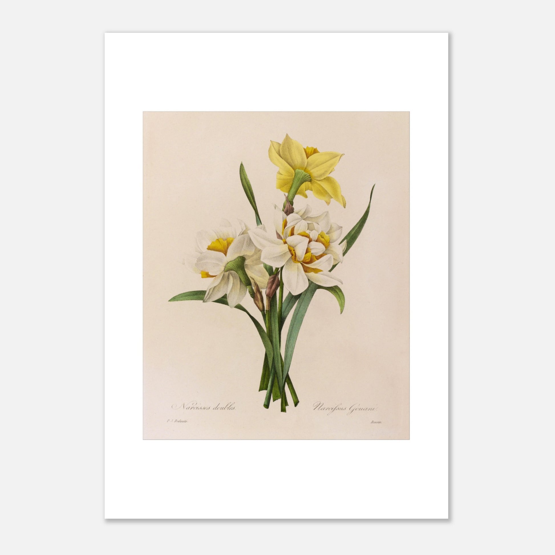 Planche botanique ancienne Narcisses Doubles par Pierre-Joseph Redouté (42x59,4 cm (A2)). Planche botanique par Pierre-Joseph Redouté représentant des narcisses doubles (Narcissus doubles) avec une fleur jaune et plusieurs fleurs blanches sur fond crème.