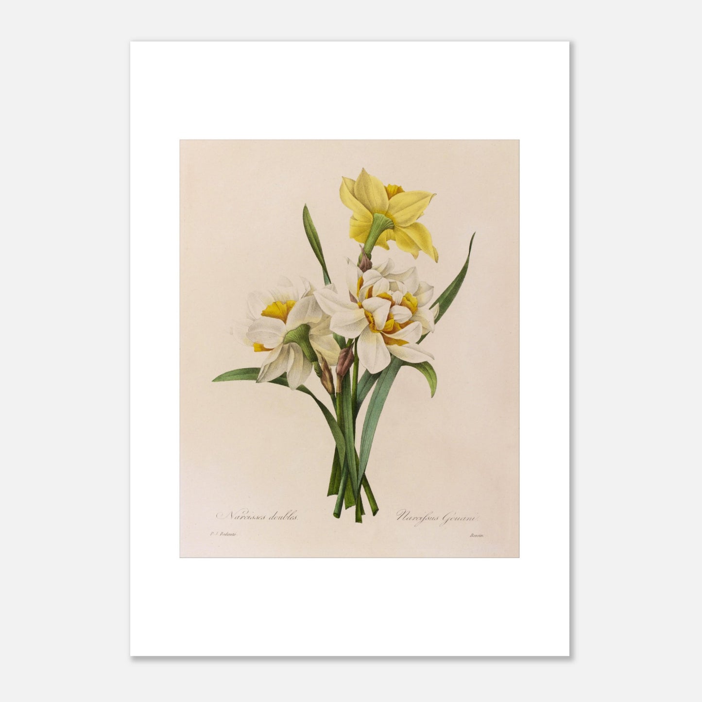 Planche botanique ancienne Narcisses Doubles par Pierre-Joseph Redouté (50x70 cm). Planche botanique par Pierre-Joseph Redouté représentant des narcisses doubles (Narcissus doubles) avec une fleur jaune et plusieurs fleurs blanches sur fond crème.