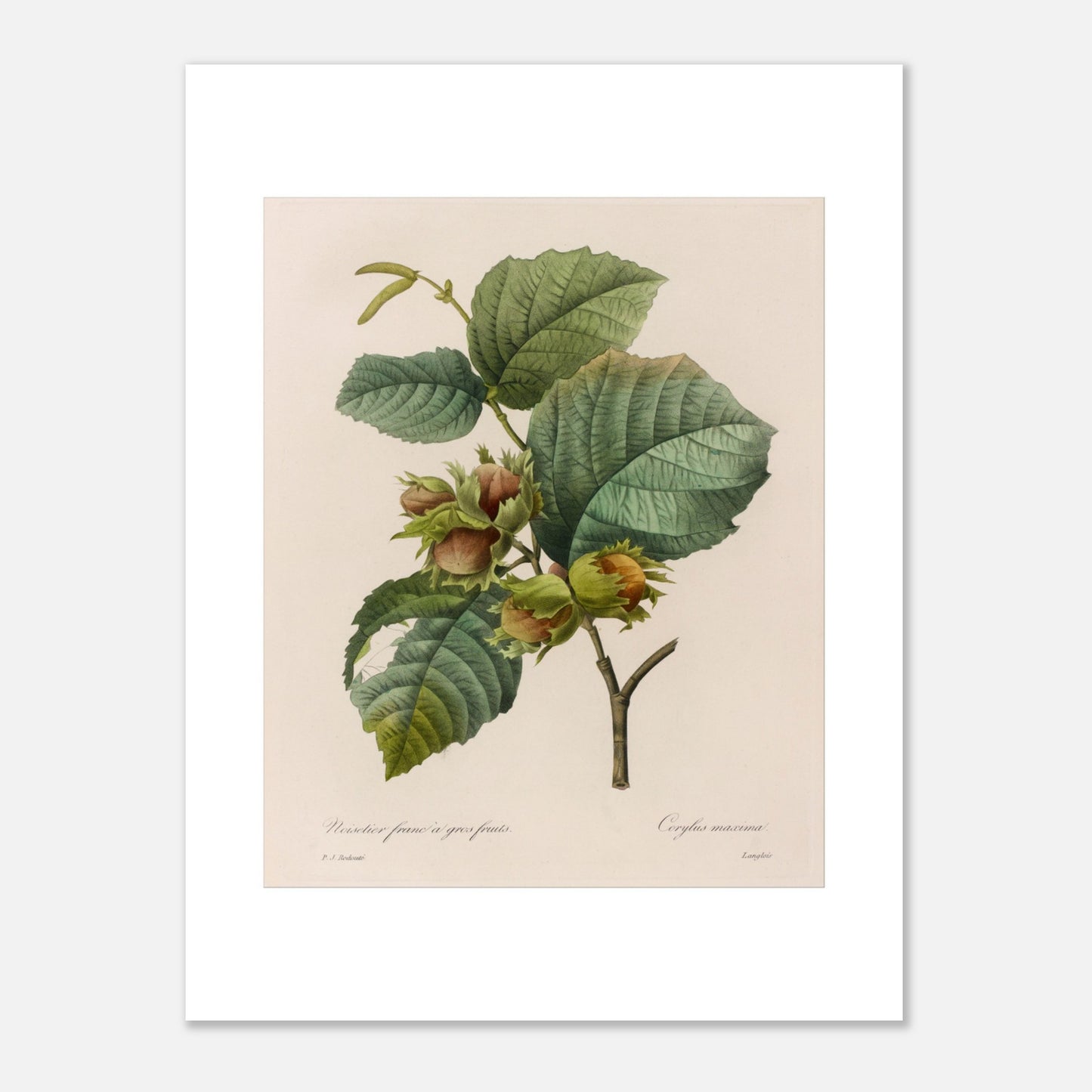 Planche botanique ancienne Noisetier Franc à Gros Fruits par Redouté (30x40 cm). Planche botanique ancienne de Pierre-Joseph Redouté représentant des noisetiers francs à gros fruits, avec des feuilles vertes et plusieurs noisettes dans leur involucre.