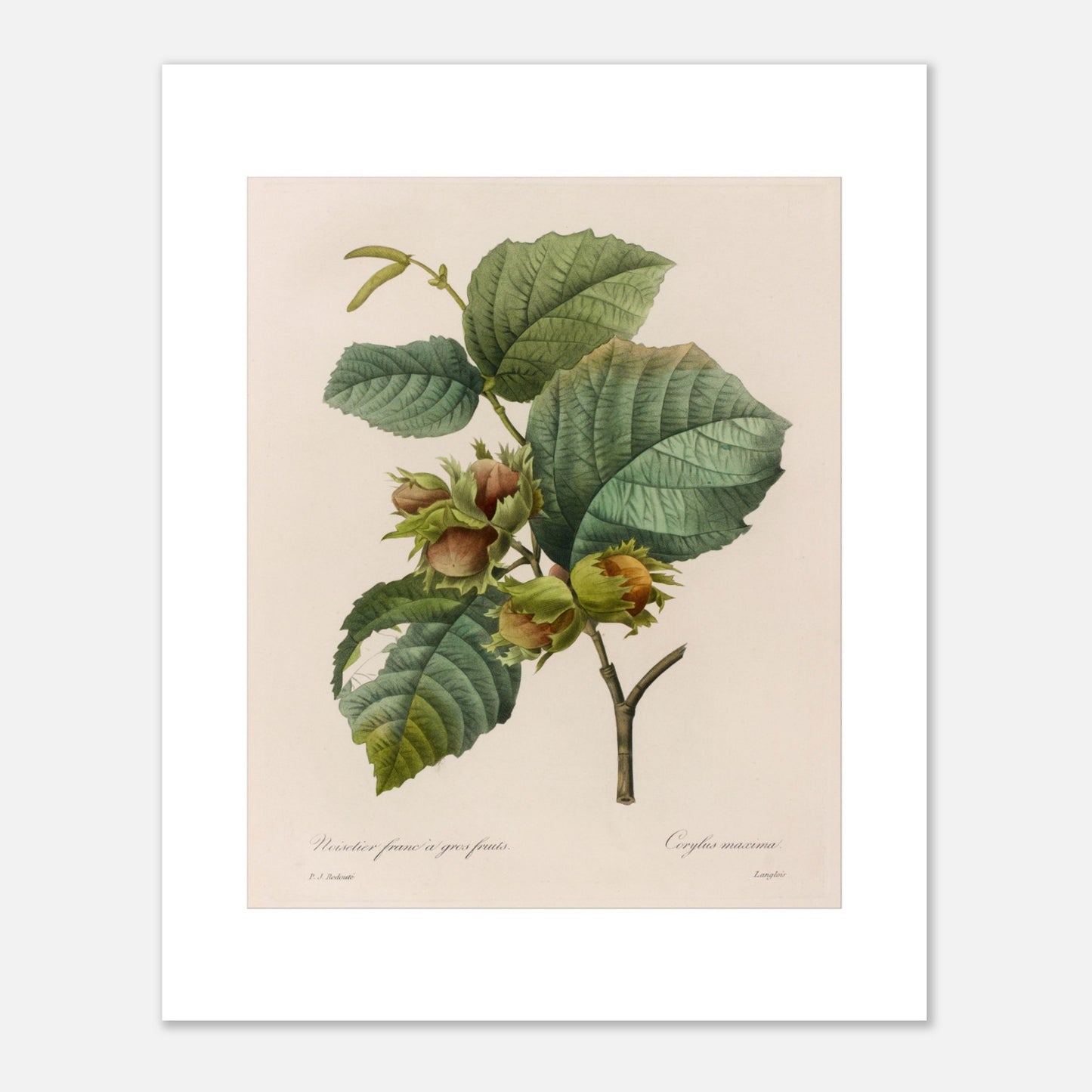 Planche botanique ancienne Noisetier Franc à Gros Fruits par Redouté (40x50 cm). Planche botanique ancienne de Pierre-Joseph Redouté représentant des noisetiers francs à gros fruits, avec des feuilles vertes et plusieurs noisettes dans leur involucre.