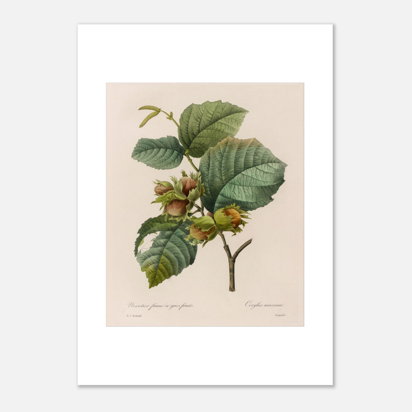 Planche botanique ancienne Noisetier Franc à Gros Fruits par Redouté (42x59,4 cm (A2)). Planche botanique ancienne de Pierre-Joseph Redouté représentant des noisetiers francs à gros fruits, avec des feuilles vertes et plusieurs noisettes dans leur involucre.