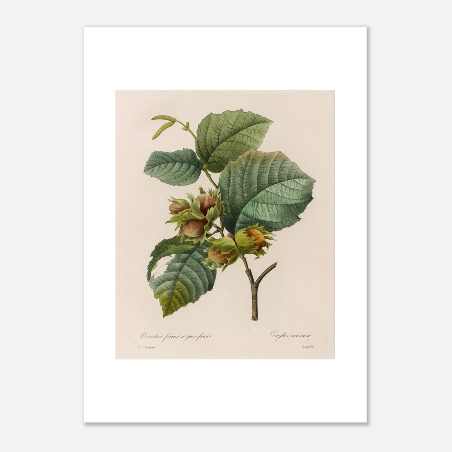 Planche botanique ancienne Noisetier Franc à Gros Fruits par Redouté (50x70 cm). Planche botanique ancienne de Pierre-Joseph Redouté représentant des noisetiers francs à gros fruits, avec des feuilles vertes et plusieurs noisettes dans leur involucre.