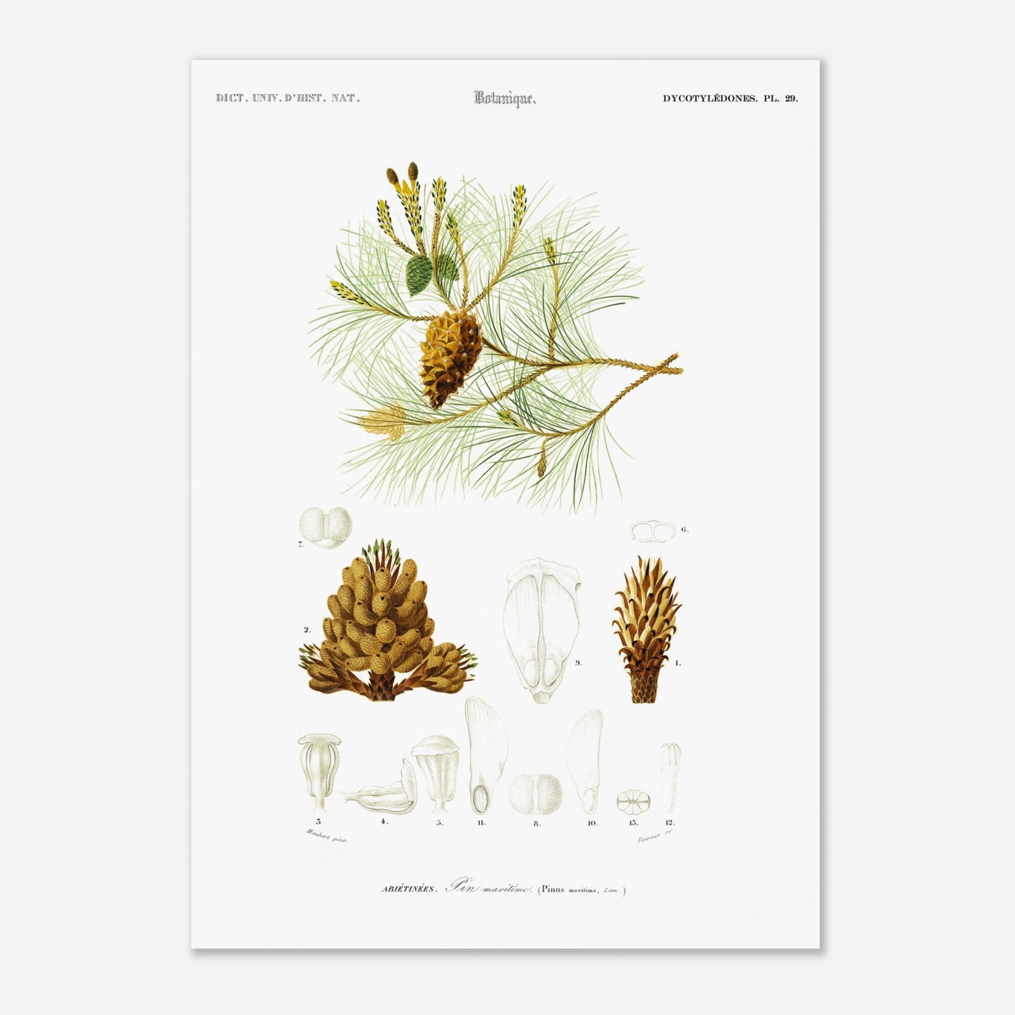Planche botanique ancienne : Pin maritime (Pinus maritima) (29,7x42 cm (A3)). Planche botanique du XIXe siècle illustrant le pin maritime (Pinus maritima), avec des détails de la pomme de pin, des aiguilles et des fleurs.