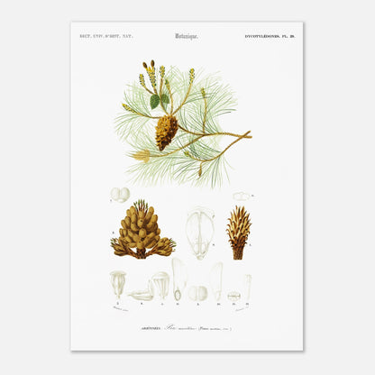 Planche botanique ancienne : Pin maritime (Pinus maritima) (29,7x42 cm (A3)). Planche botanique du XIXe siècle illustrant le pin maritime (Pinus maritima), avec des détails de la pomme de pin, des aiguilles et des fleurs.