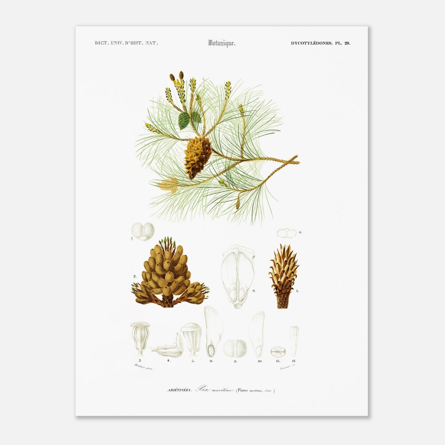 Planche botanique ancienne : Pin maritime (Pinus maritima) (30x40 cm). Planche botanique du XIXe siècle illustrant le pin maritime (Pinus maritima), avec des détails de la pomme de pin, des aiguilles et des fleurs.