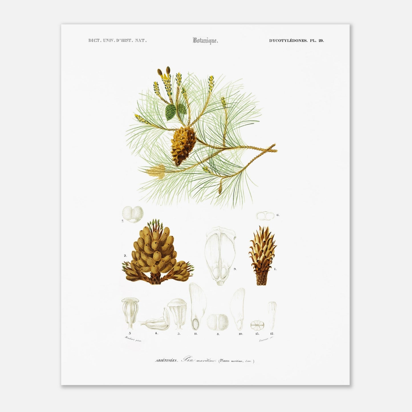 Planche botanique ancienne : Pin maritime (Pinus maritima) (40x50 cm). Planche botanique du XIXe siècle illustrant le pin maritime (Pinus maritima), avec des détails de la pomme de pin, des aiguilles et des fleurs.