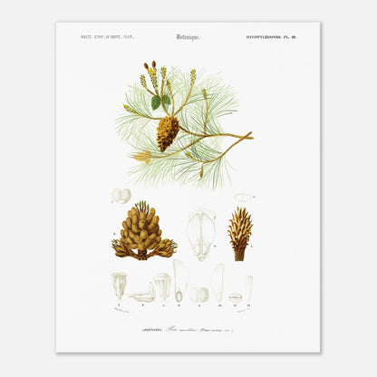 Planche botanique ancienne : Pin maritime (Pinus maritima) (40x50 cm). Planche botanique du XIXe siècle illustrant le pin maritime (Pinus maritima), avec des détails de la pomme de pin, des aiguilles et des fleurs.