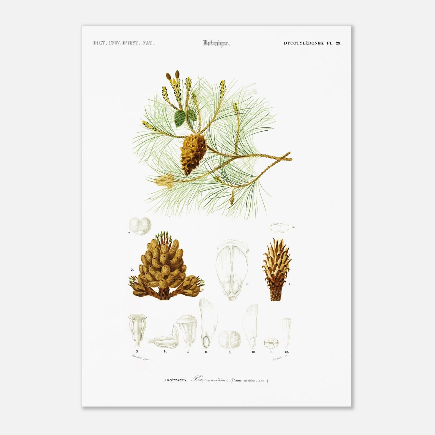 Planche botanique ancienne : Pin maritime (Pinus maritima) (42x59,4 cm (A2)). Planche botanique du XIXe siècle illustrant le pin maritime (Pinus maritima), avec des détails de la pomme de pin, des aiguilles et des fleurs.