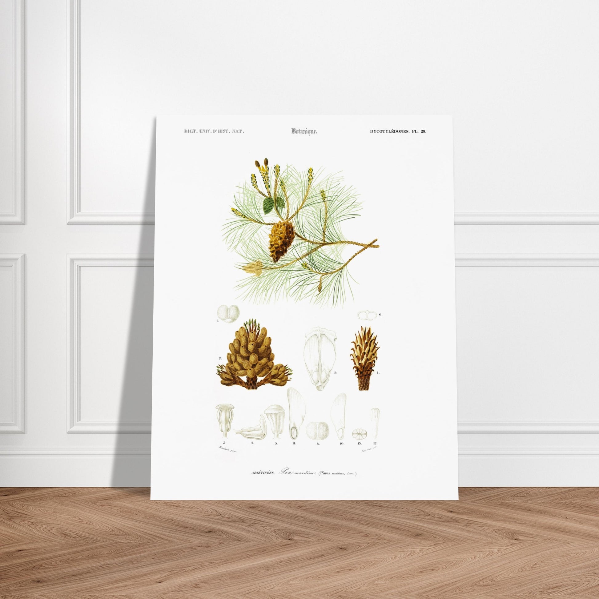 Planche botanique ancienne : Pin maritime (Pinus maritima). Planche botanique du XIXe siècle illustrant le pin maritime (Pinus maritima), avec des détails de la pomme de pin, des aiguilles et des fleurs. Image d'illustration 5