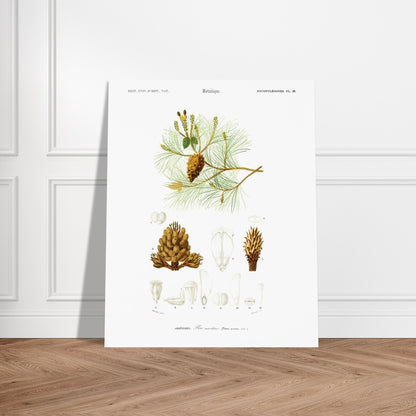 Planche botanique ancienne : Pin maritime (Pinus maritima). Planche botanique du XIXe siècle illustrant le pin maritime (Pinus maritima), avec des détails de la pomme de pin, des aiguilles et des fleurs. Image d'illustration 5