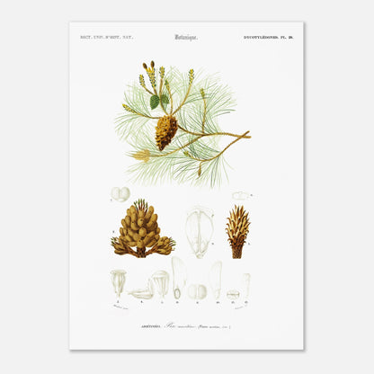 Planche botanique ancienne : Pin maritime (Pinus maritima) (50x70 cm). Planche botanique du XIXe siècle illustrant le pin maritime (Pinus maritima), avec des détails de la pomme de pin, des aiguilles et des fleurs.