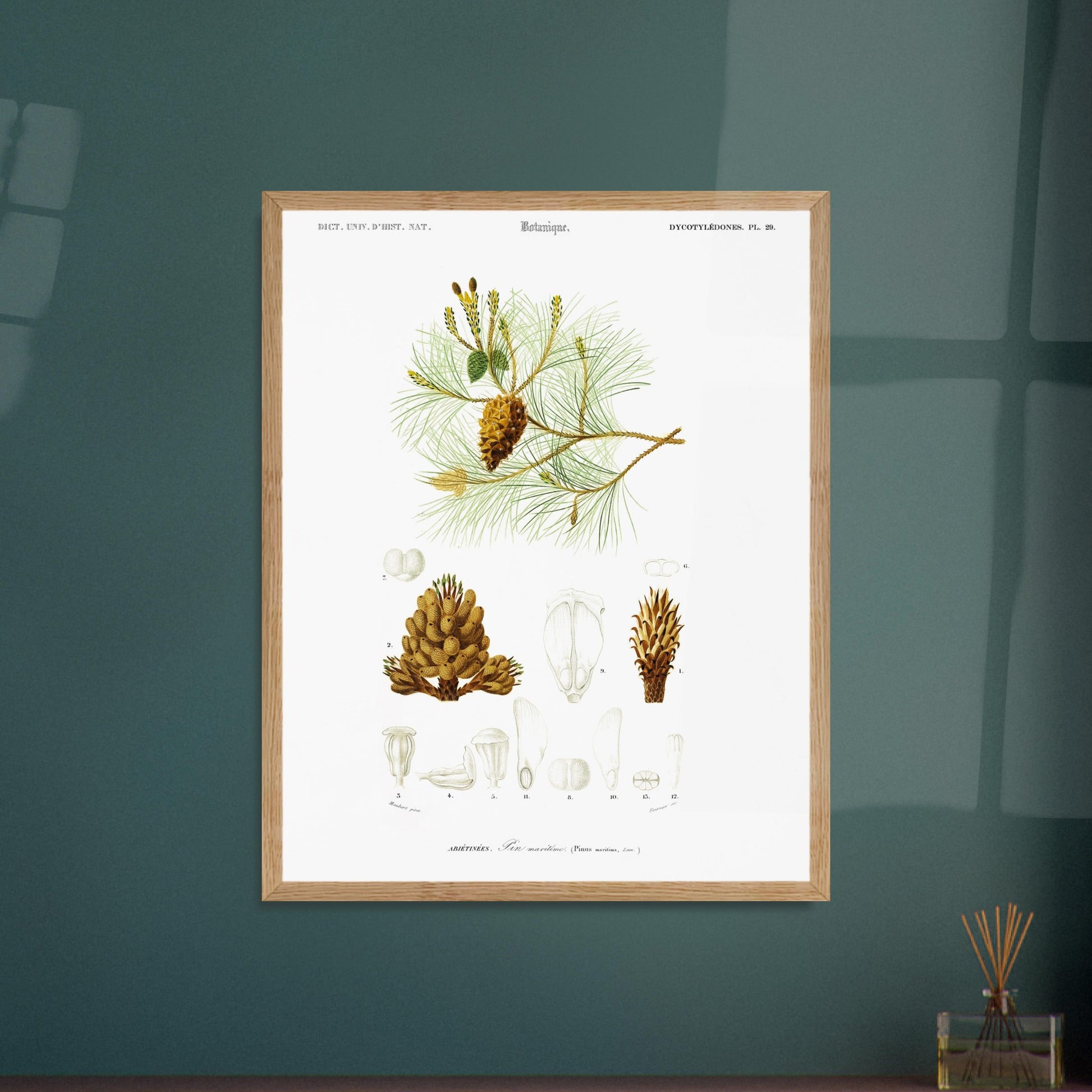 Planche botanique ancienne : Pin maritime (Pinus maritima). Planche botanique du XIXe siècle illustrant le pin maritime (Pinus maritima), avec des détails de la pomme de pin, des aiguilles et des fleurs. Image d'illustration 6