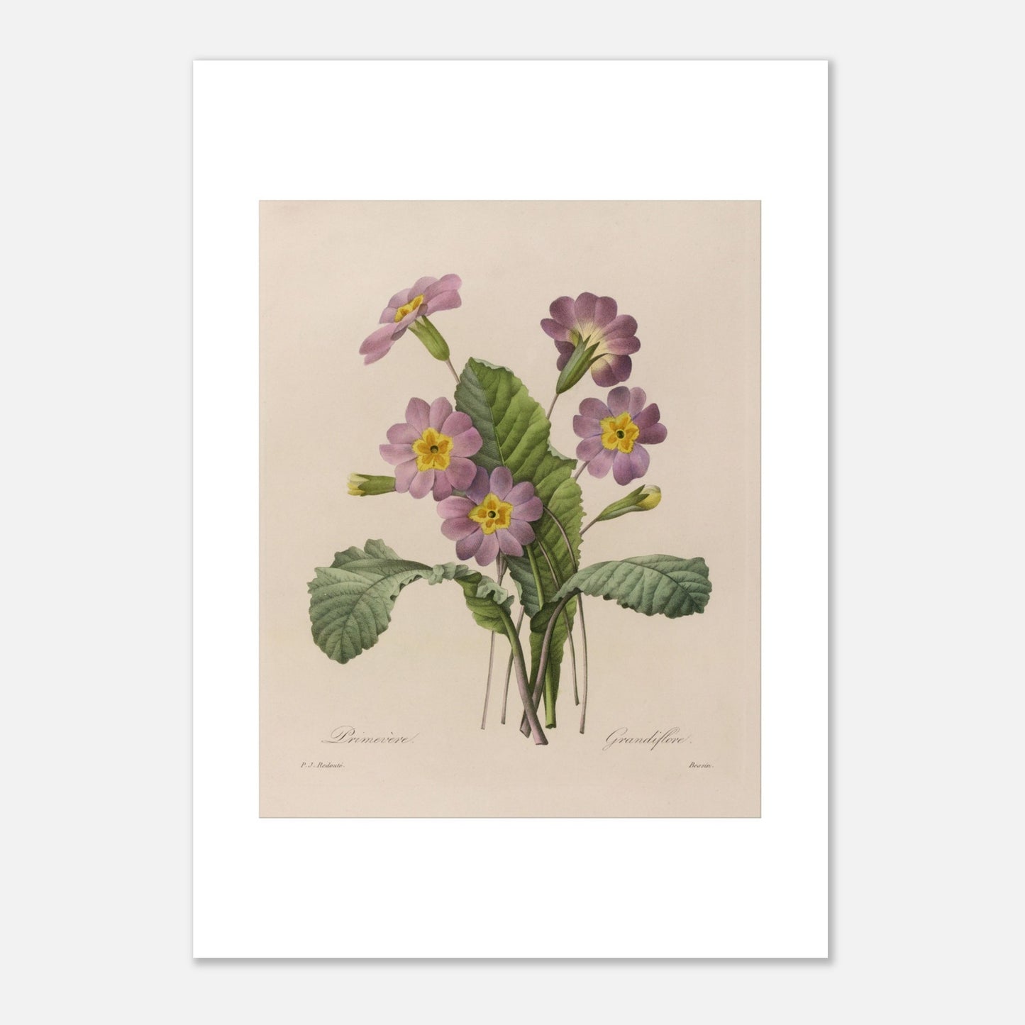 Planche botanique ancienne Primevère Grandiflore par P.-J. Redouté (21x29,7 cm (A4)). Planche botanique de Pierre-Joseph Redouté représentant une primevère à fleurs roses et jaunes, avec des feuilles vertes et des bourgeons.