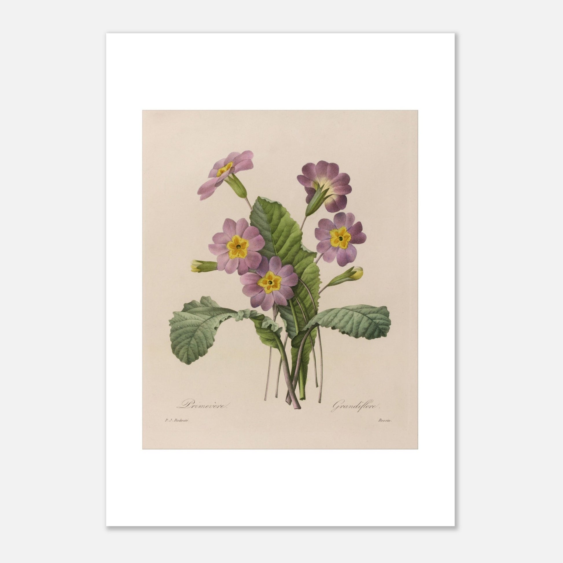 Planche botanique ancienne Primevère Grandiflore par P.-J. Redouté (21x29,7 cm (A4)). Planche botanique de Pierre-Joseph Redouté représentant une primevère à fleurs roses et jaunes, avec des feuilles vertes et des bourgeons.