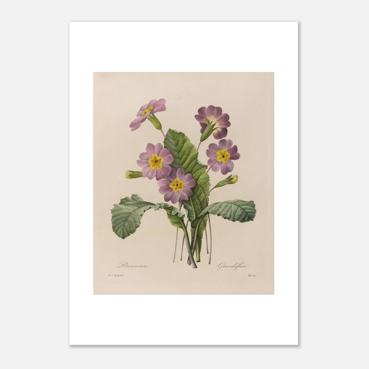 Ancient Large-Flowered Primrose Botanical Plate by P.-J. Redouté (21x29,7 cm (A4) / 8.3x11.7″). Botanical plate by Pierre-Joseph Redouté depicting a primrose with pink and yellow flowers, green leaves, and buds.