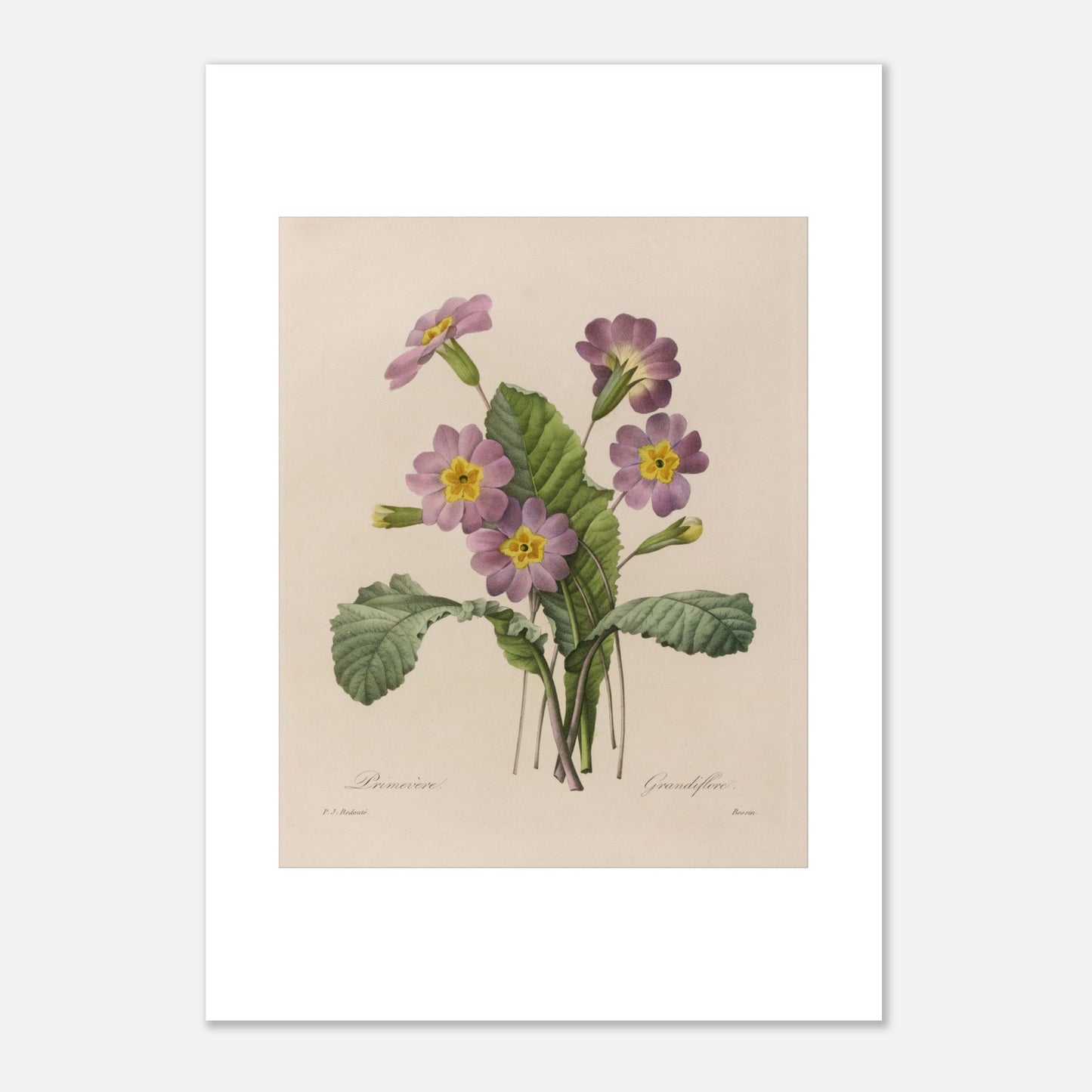 Planche botanique ancienne Primevère Grandiflore par P.-J. Redouté (29,7x42 cm (A3)). Planche botanique de Pierre-Joseph Redouté représentant une primevère à fleurs roses et jaunes, avec des feuilles vertes et des bourgeons.