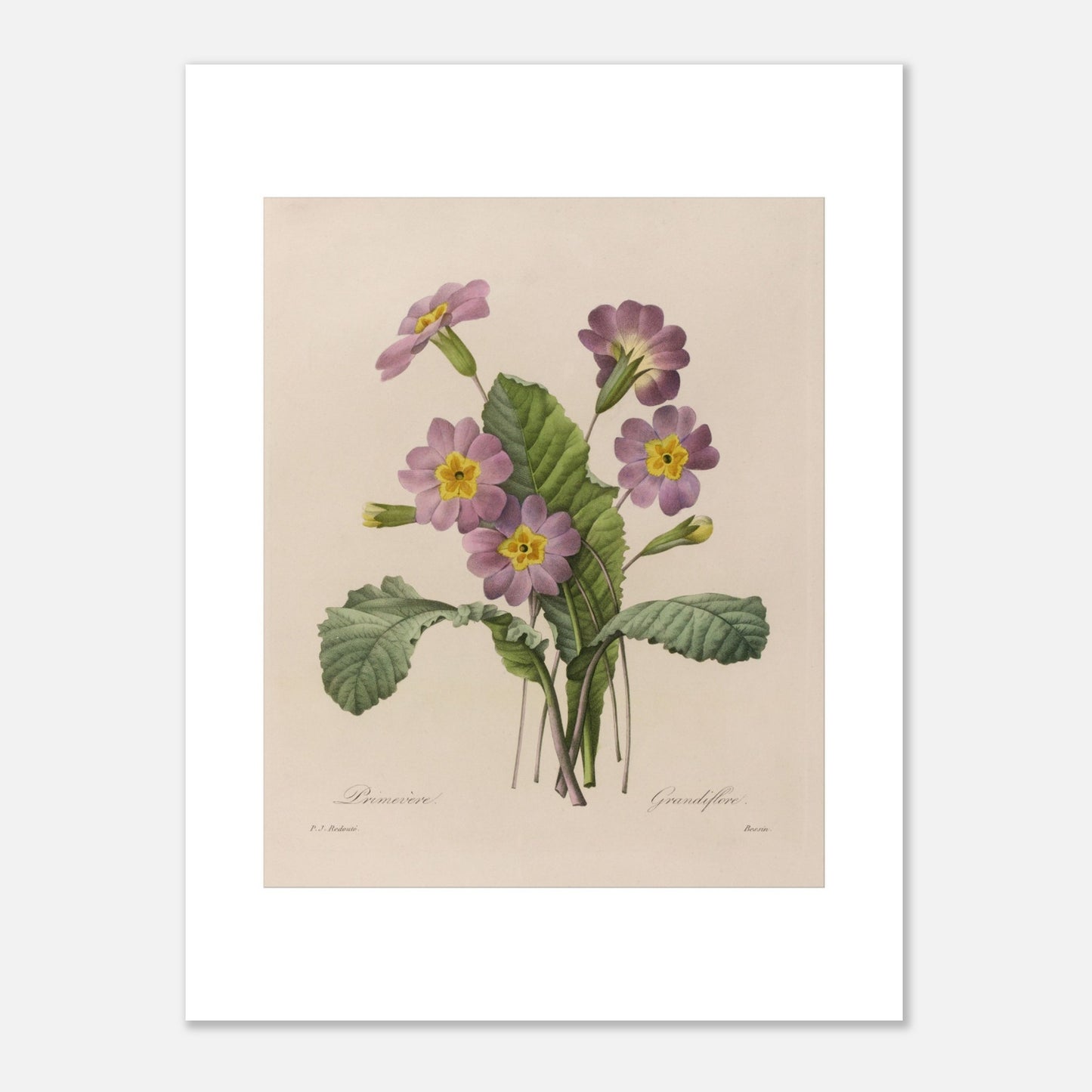 Planche botanique ancienne Primevère Grandiflore par P.-J. Redouté (30x40 cm). Planche botanique de Pierre-Joseph Redouté représentant une primevère à fleurs roses et jaunes, avec des feuilles vertes et des bourgeons.