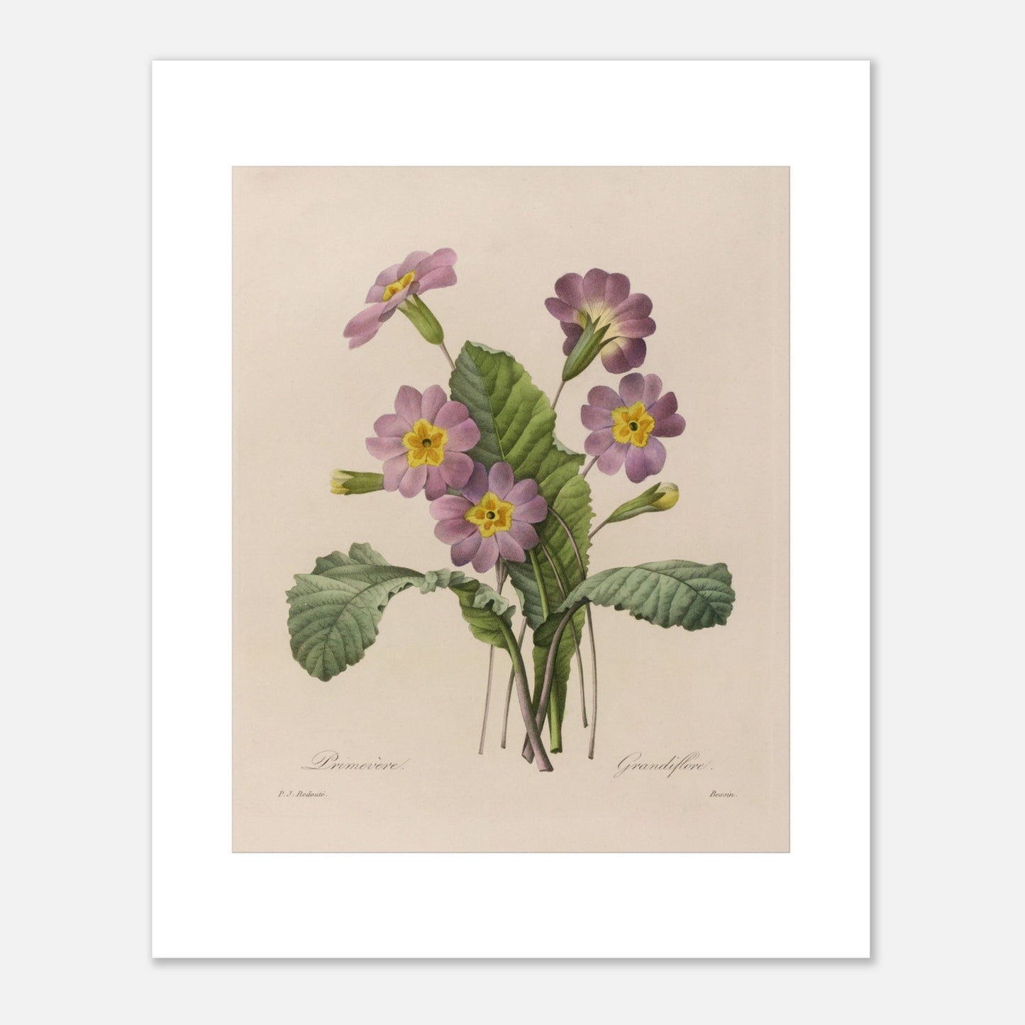 Planche botanique ancienne Primevère Grandiflore par P.-J. Redouté (40x50 cm). Planche botanique de Pierre-Joseph Redouté représentant une primevère à fleurs roses et jaunes, avec des feuilles vertes et des bourgeons.
