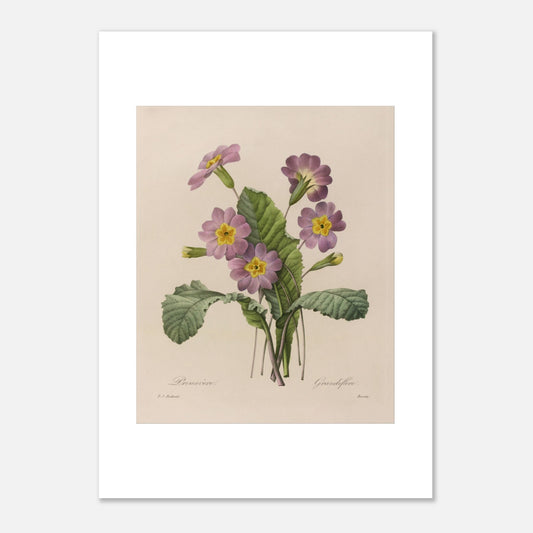 Planche botanique ancienne Primevère Grandiflore par P.-J. Redouté (50x70 cm). Planche botanique de Pierre-Joseph Redouté représentant une primevère à fleurs roses et jaunes, avec des feuilles vertes et des bourgeons.