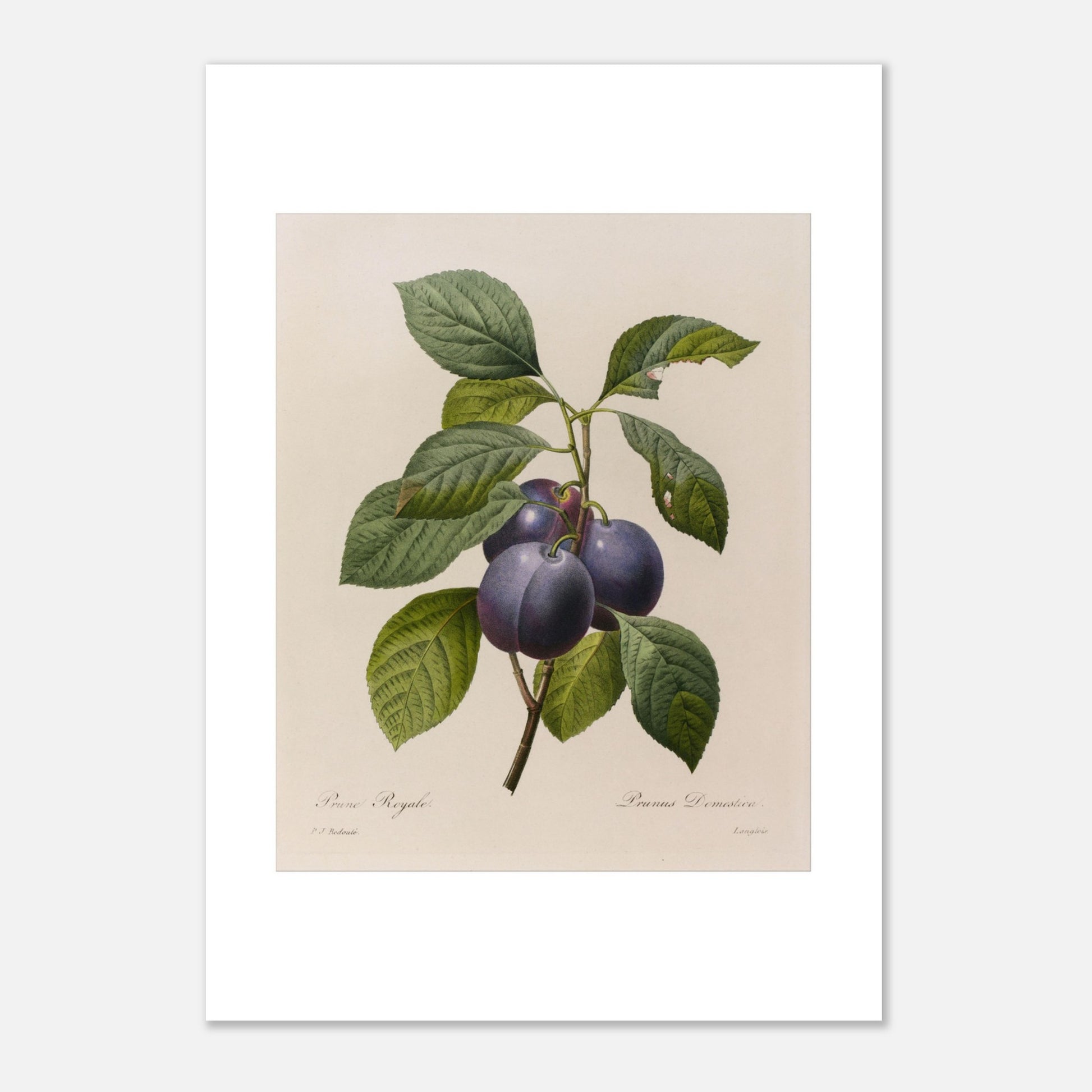 Planche botanique ancienne Prune Royale par Pierre-Joseph Redouté (21x29,7 cm (A4)). Gravure botanique vintage par Pierre-Joseph Redouté représentant une branche de Prune Royale (Prunus Domestica) avec trois prunes violettes et des feuilles vertes.