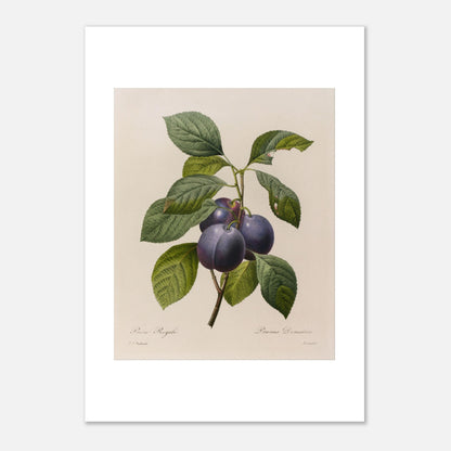 Planche botanique ancienne Prune Royale par Pierre-Joseph Redouté (21x29,7 cm (A4)). Gravure botanique vintage par Pierre-Joseph Redouté représentant une branche de Prune Royale (Prunus Domestica) avec trois prunes violettes et des feuilles vertes.
